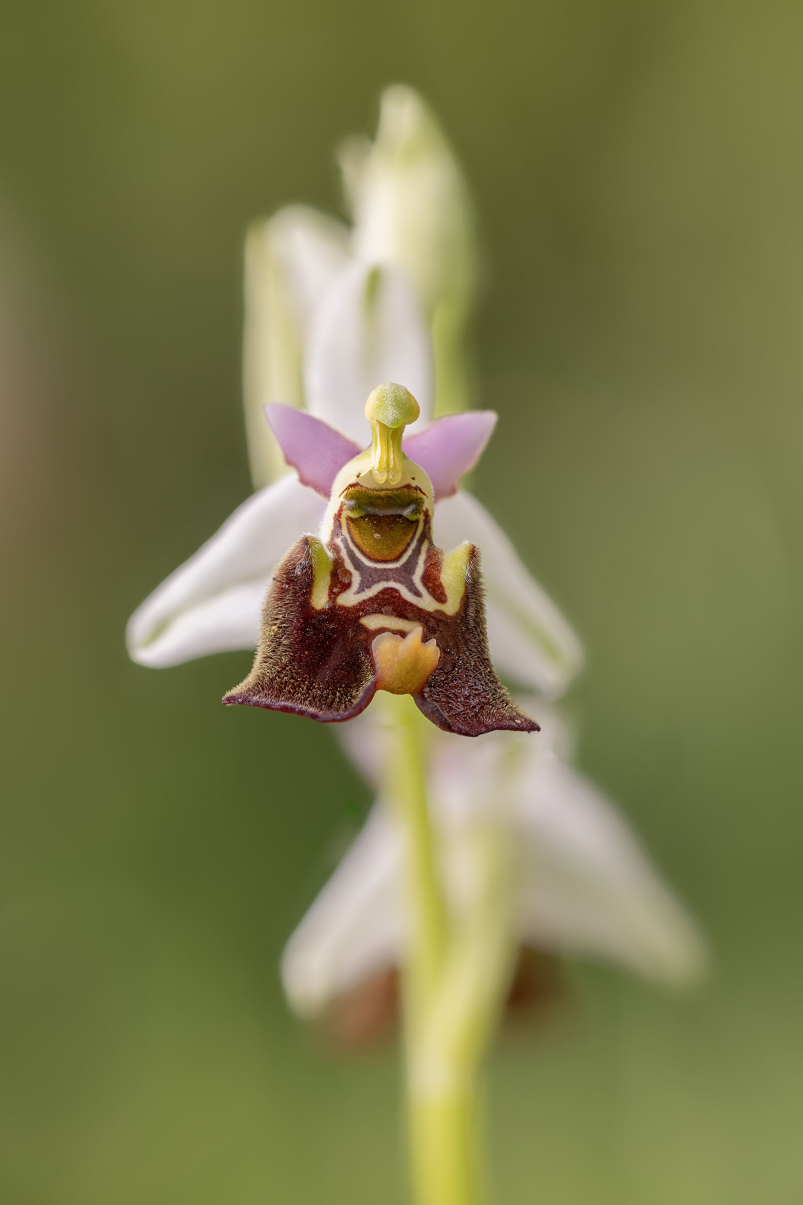 Oprhrys Holoserica Hybrid