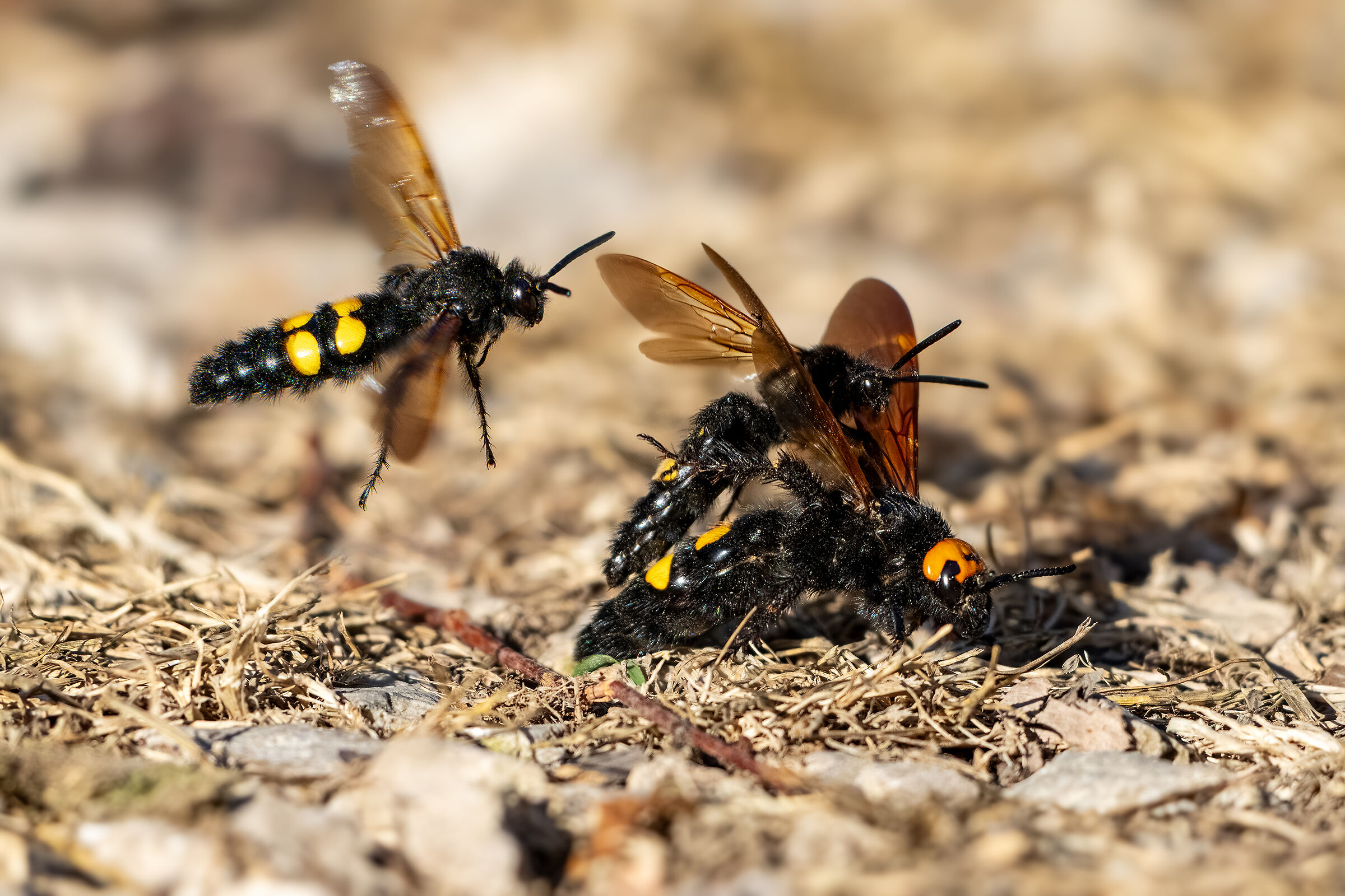 Mating of the yellow-headed Scolia