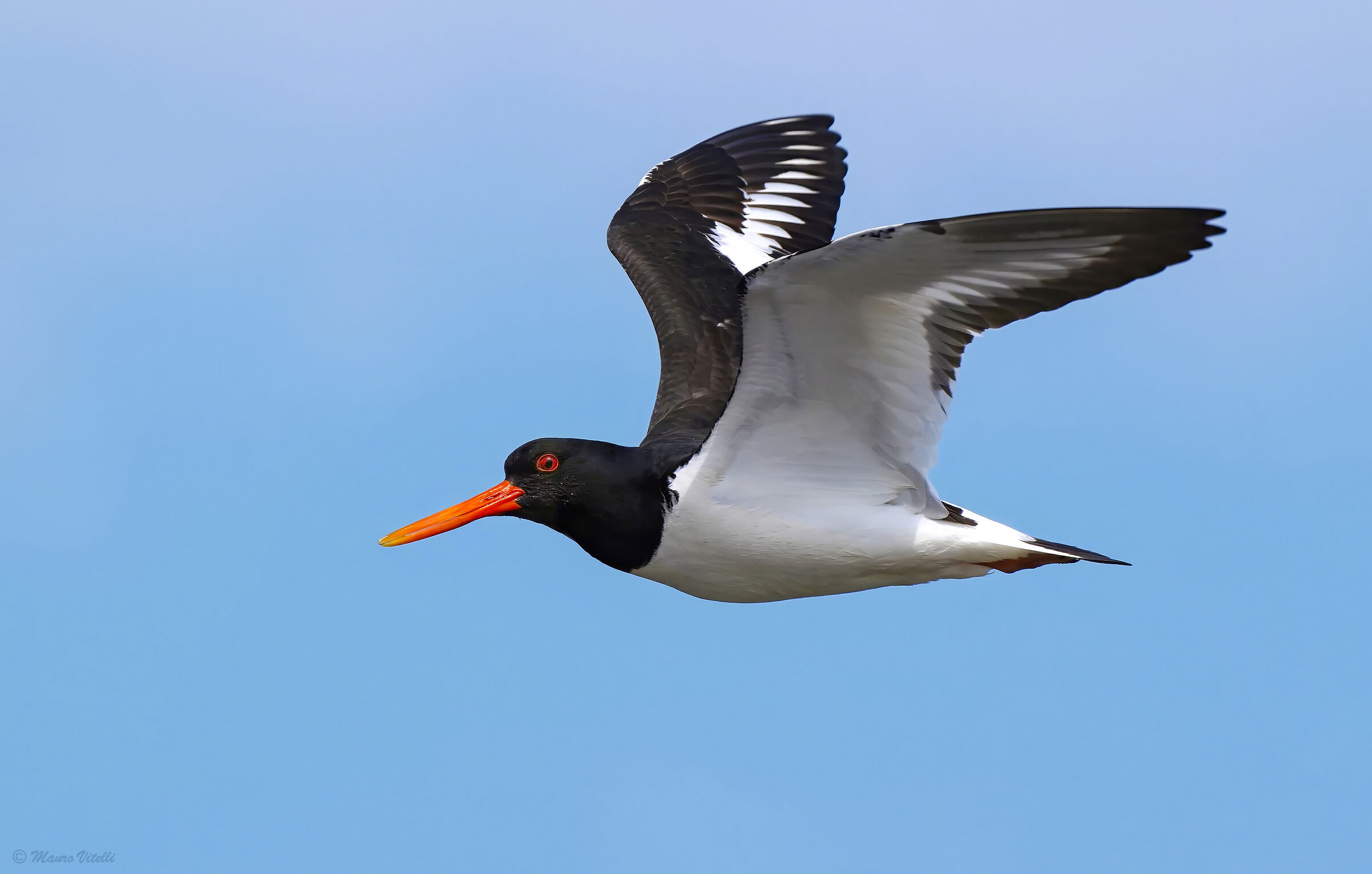 Oystercatcher (Haematopus ostralegus)