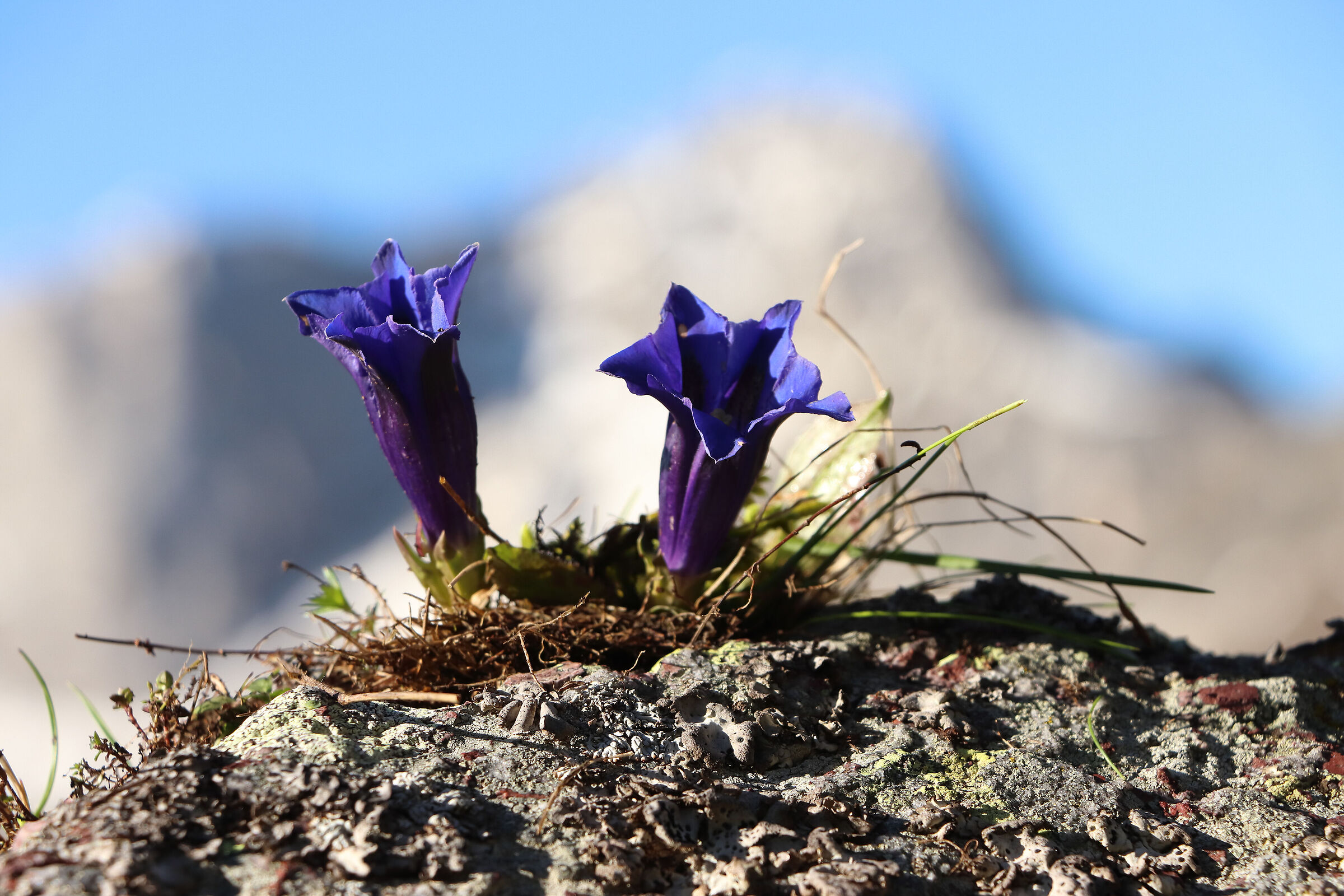 gentians under the peaks