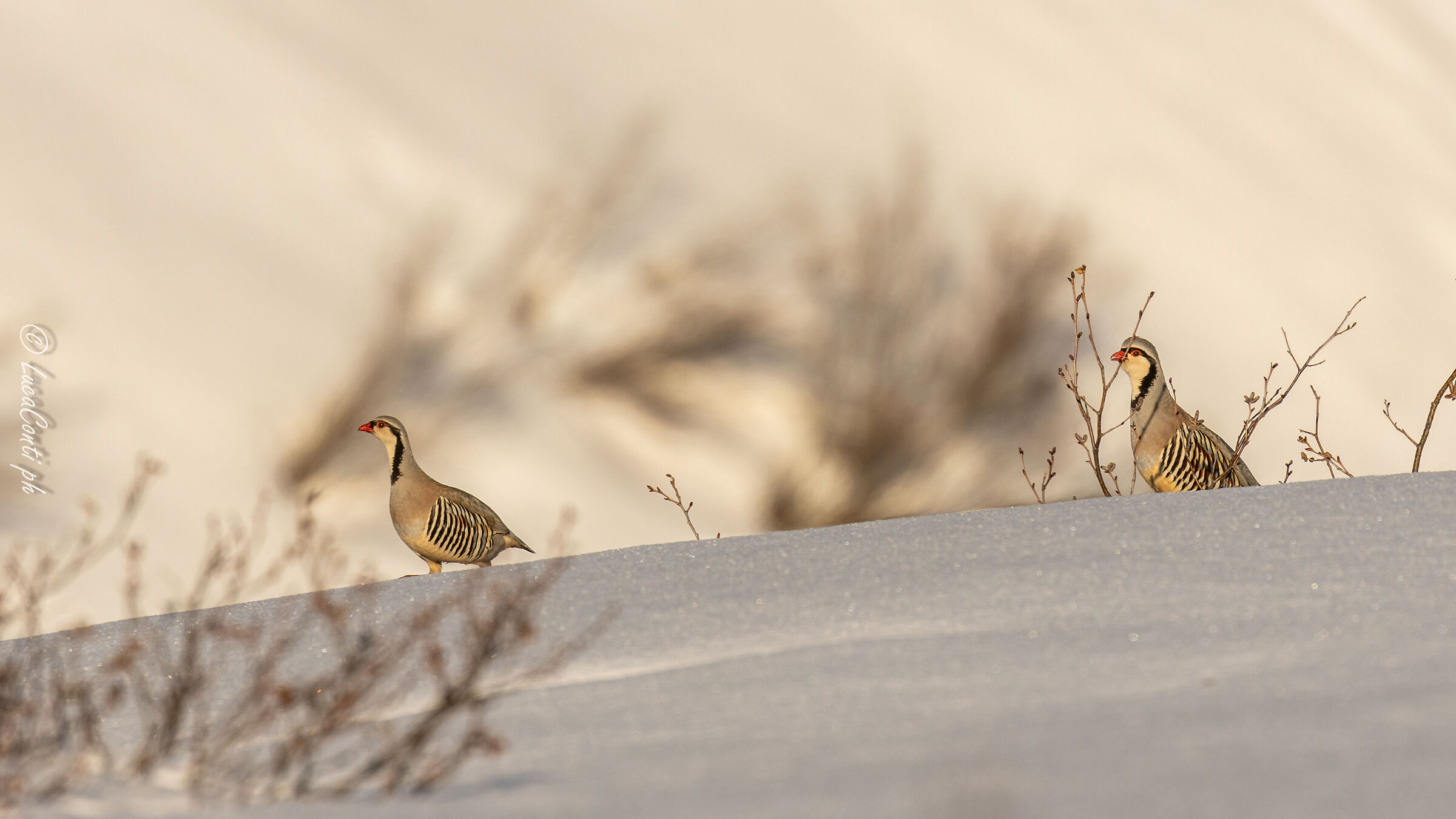 Alpine Torch (Alectoris graeca ) Valsassina