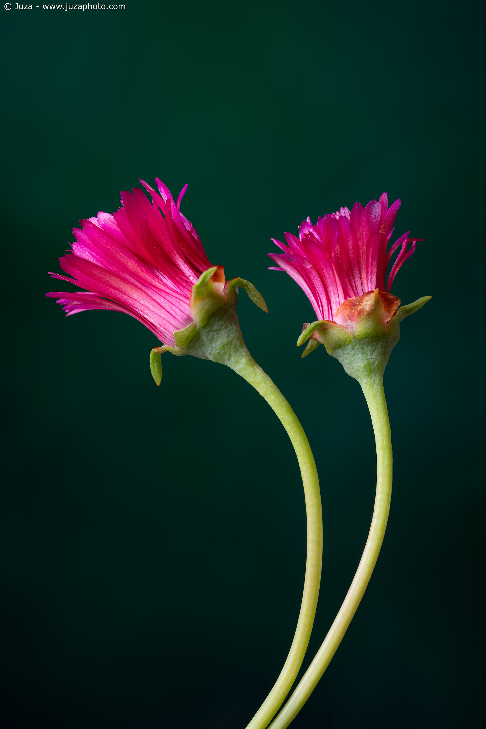 Carpobrotus