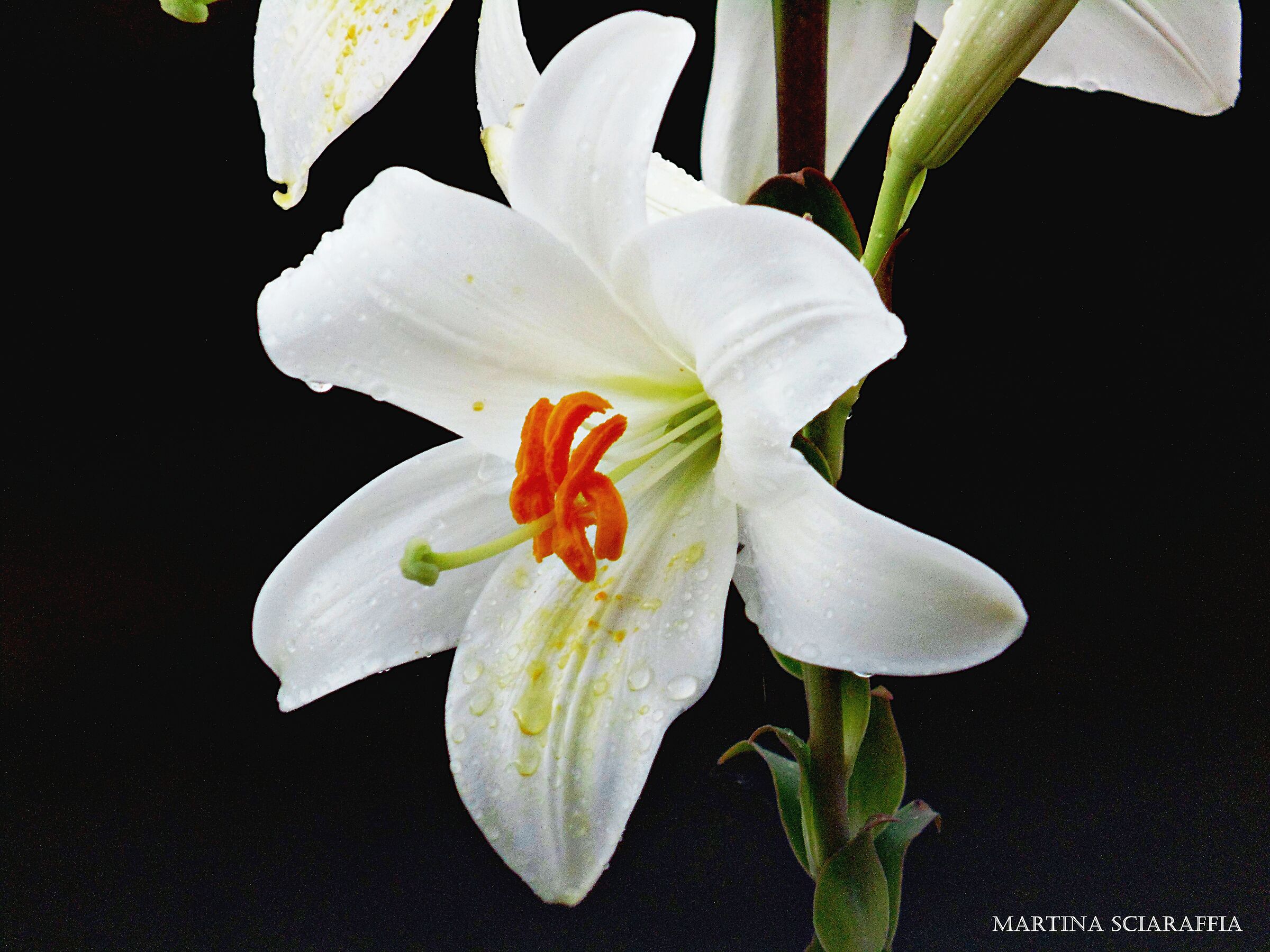 The purity of the lily