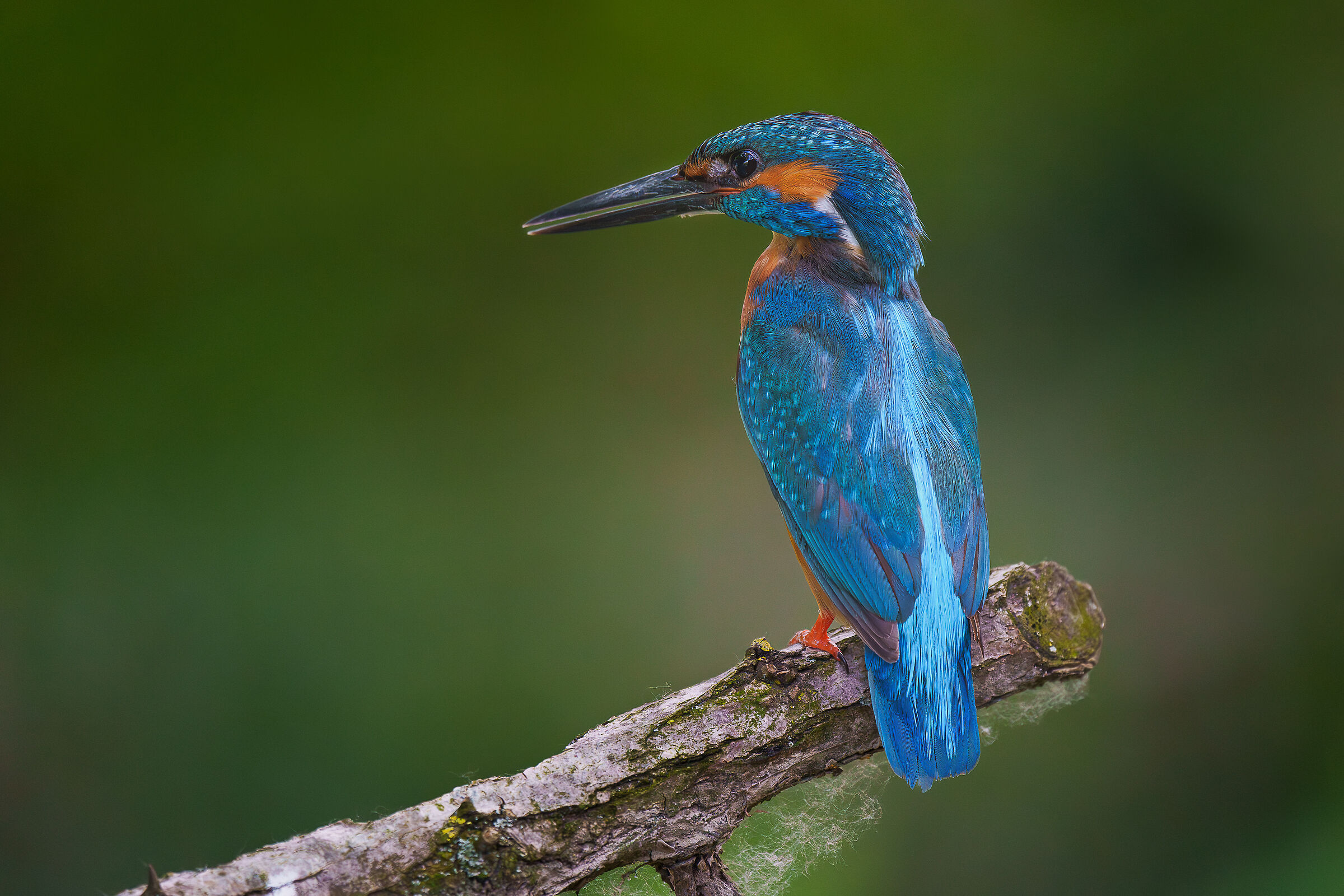 kingfisher