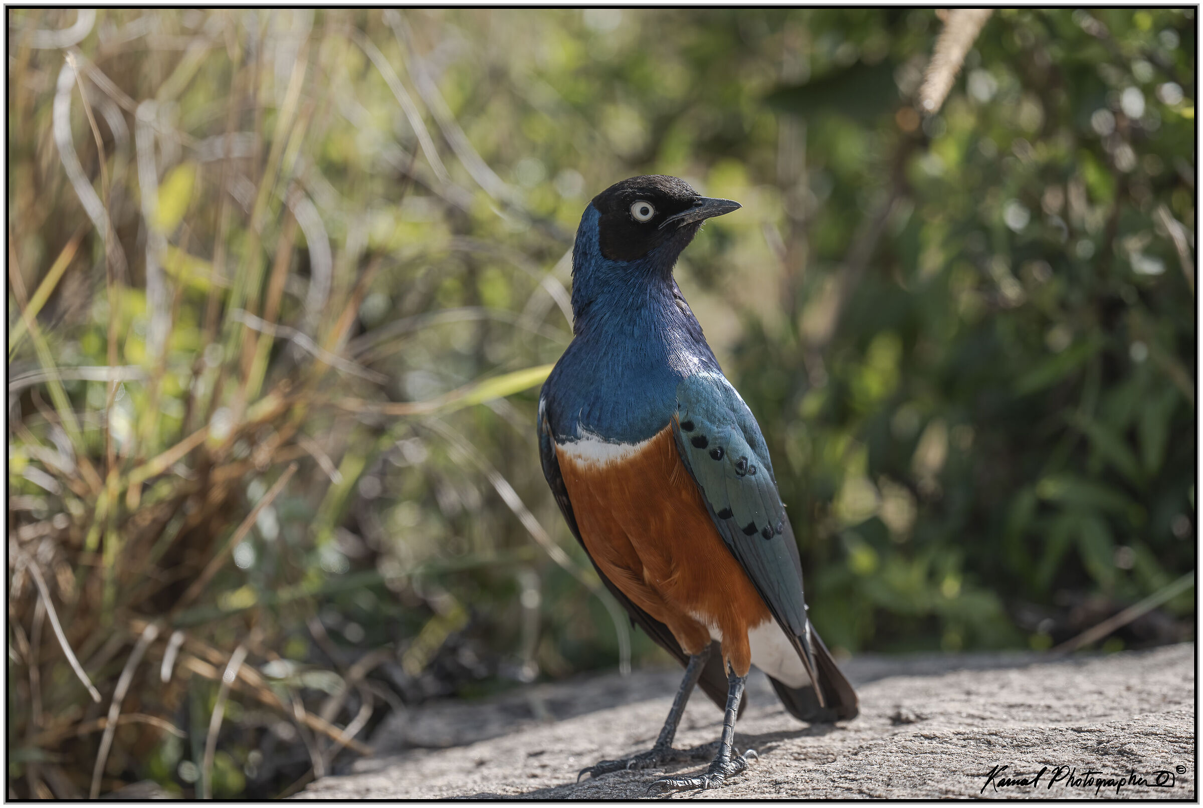 Superb starling (Lamprotornis superbus)