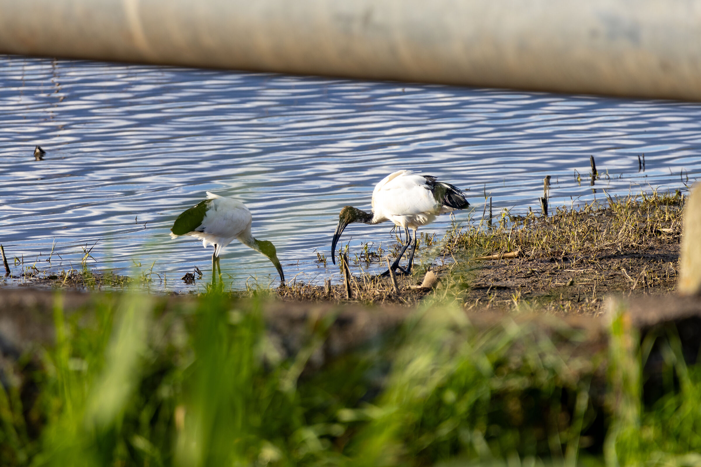 Ibis in the Fucecchio Marshes