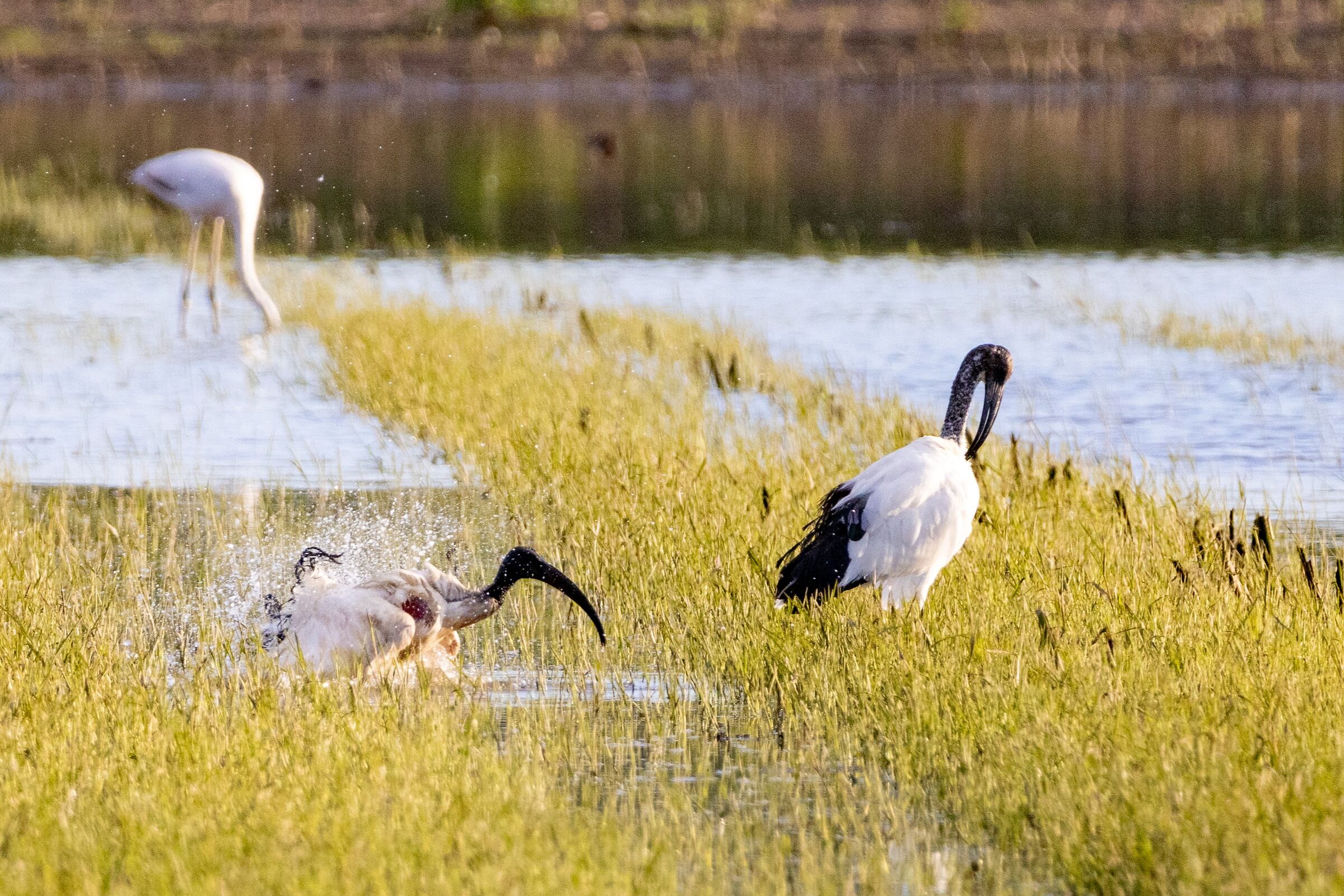 Ibis in the Fucecchio Marshes