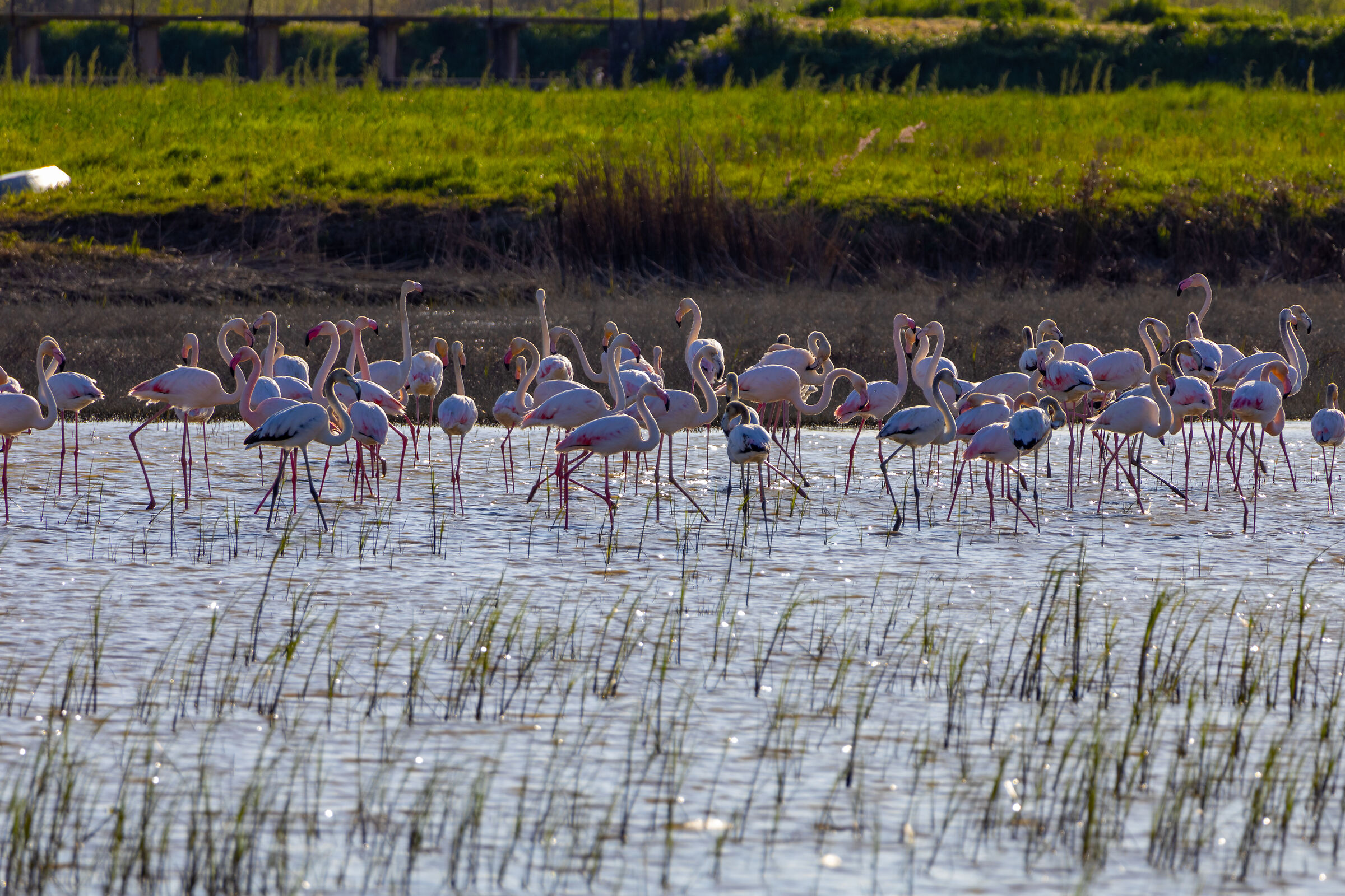 Guests in the Fucecchio Marshes