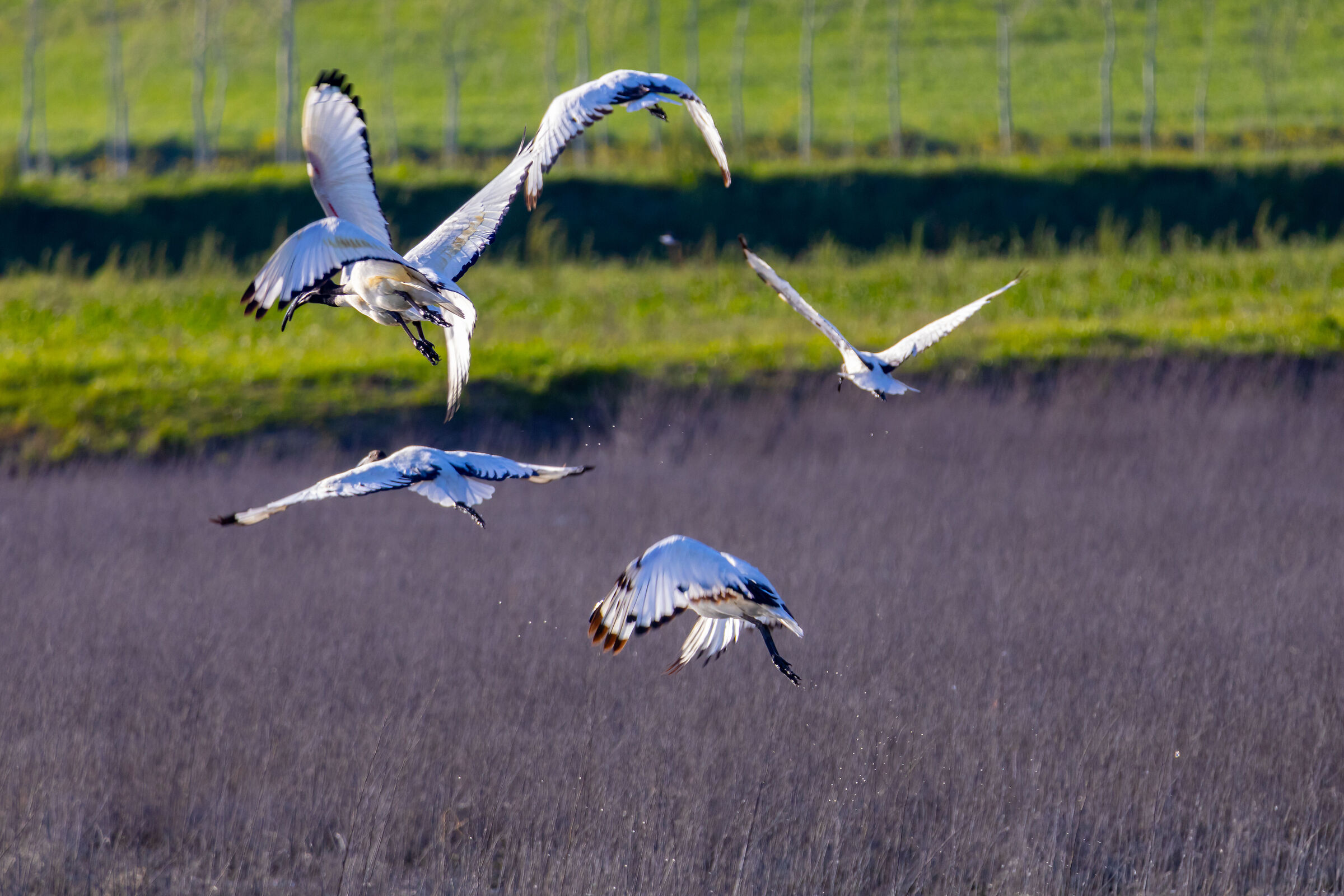 Guests in the Fucecchio Marshes