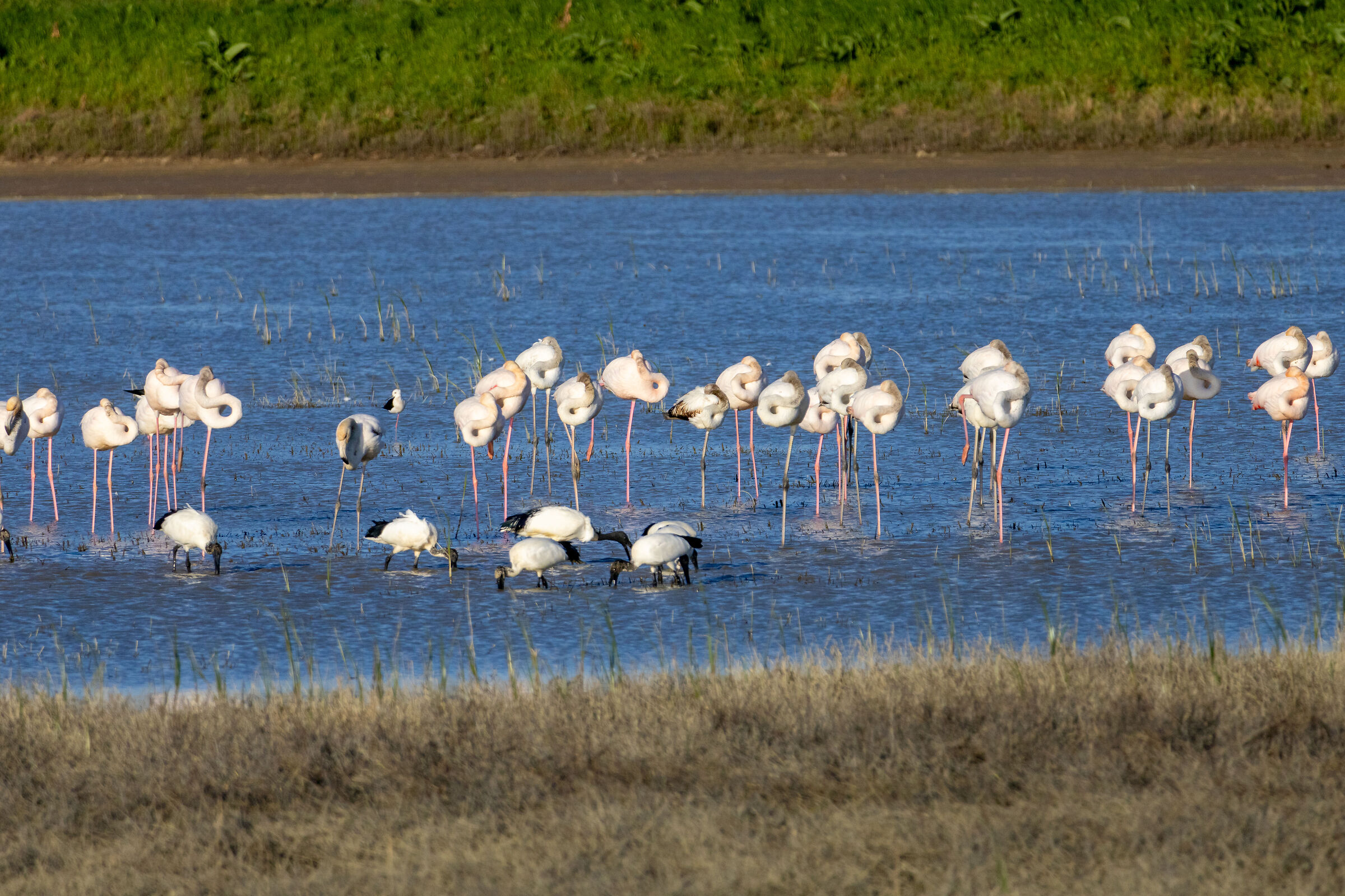 Guests in the Fucecchio Marshes