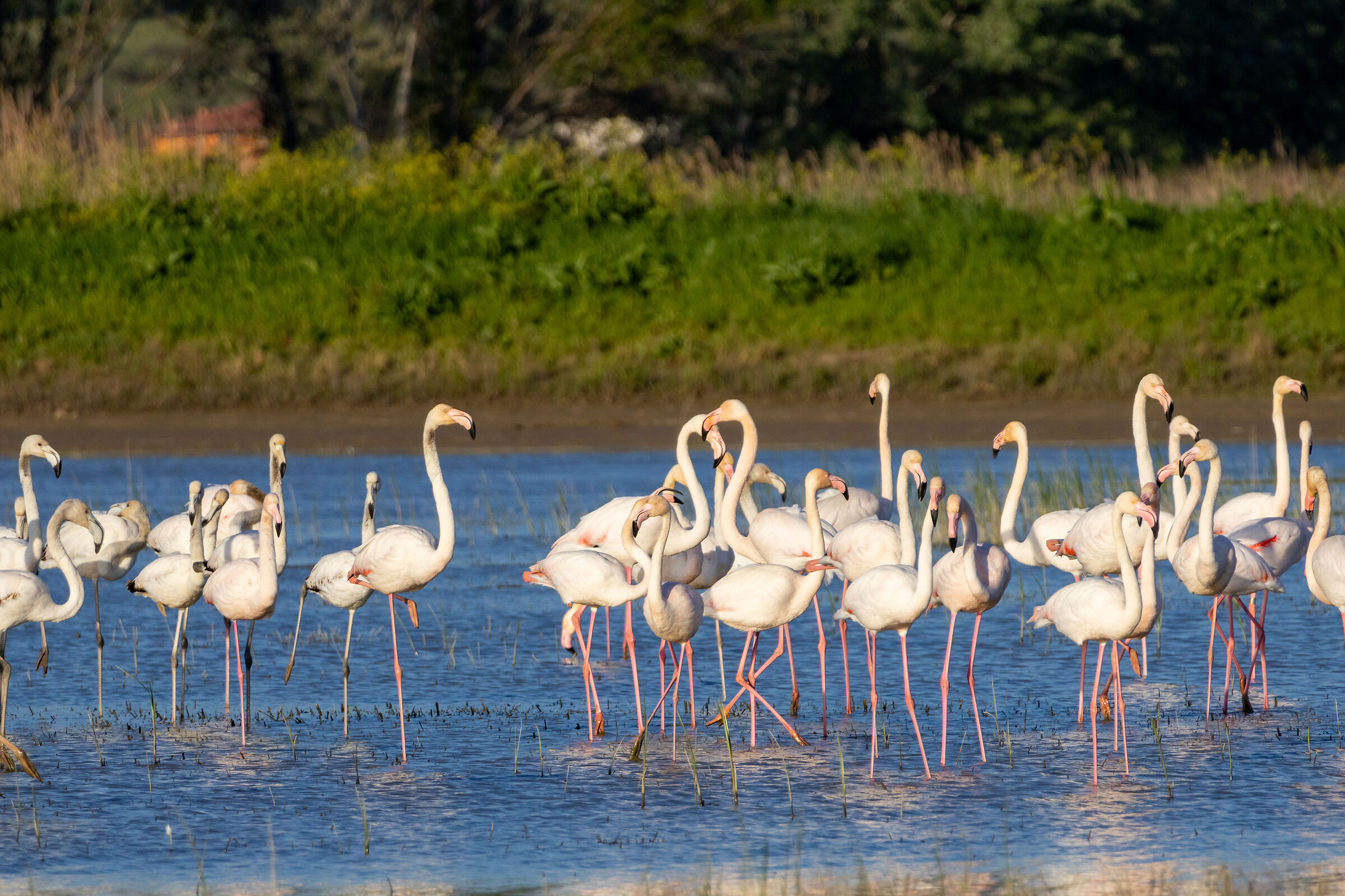 Guests in the Fucecchio Marshes