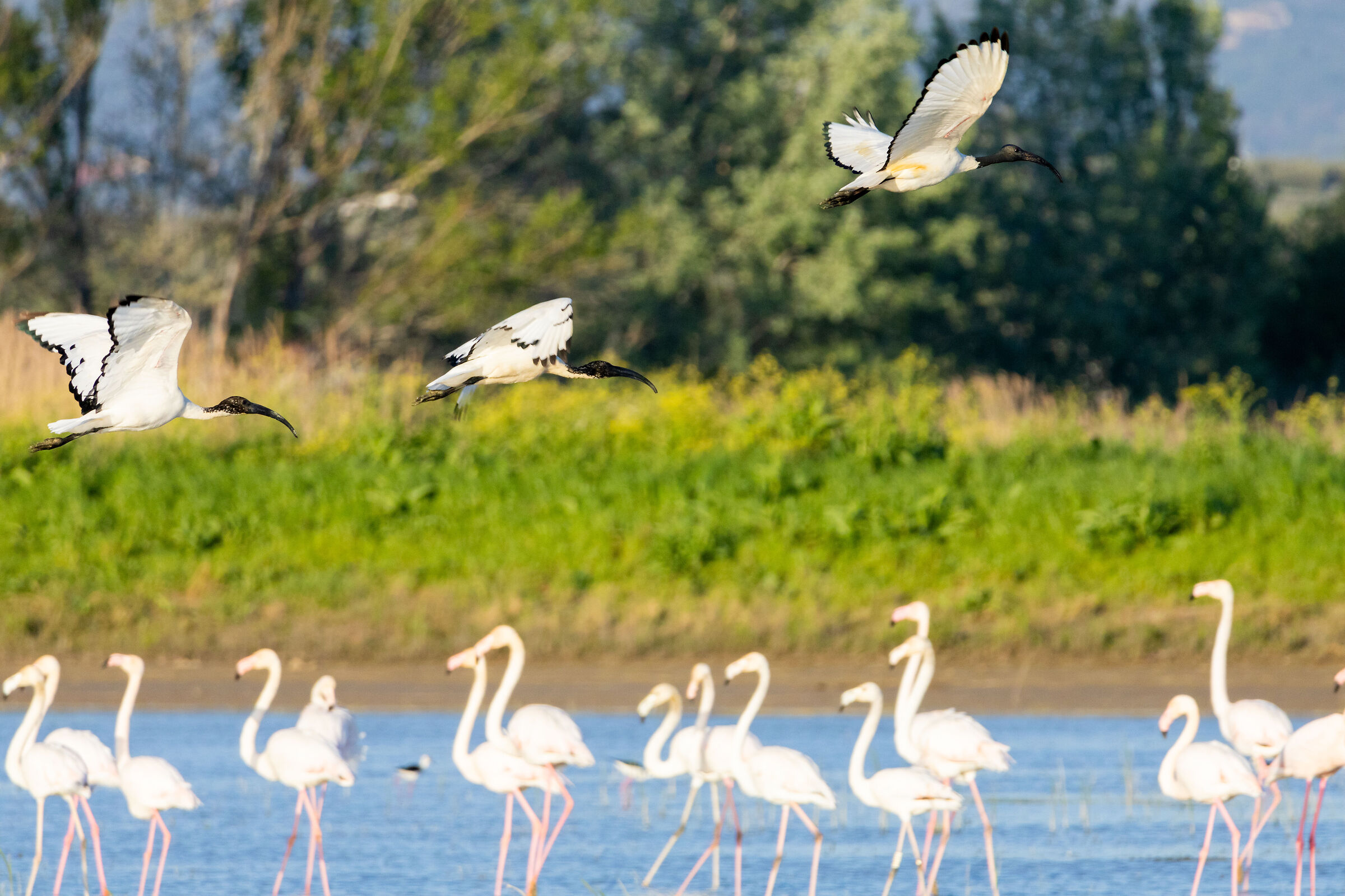 Guests in the Fucecchio Marshes