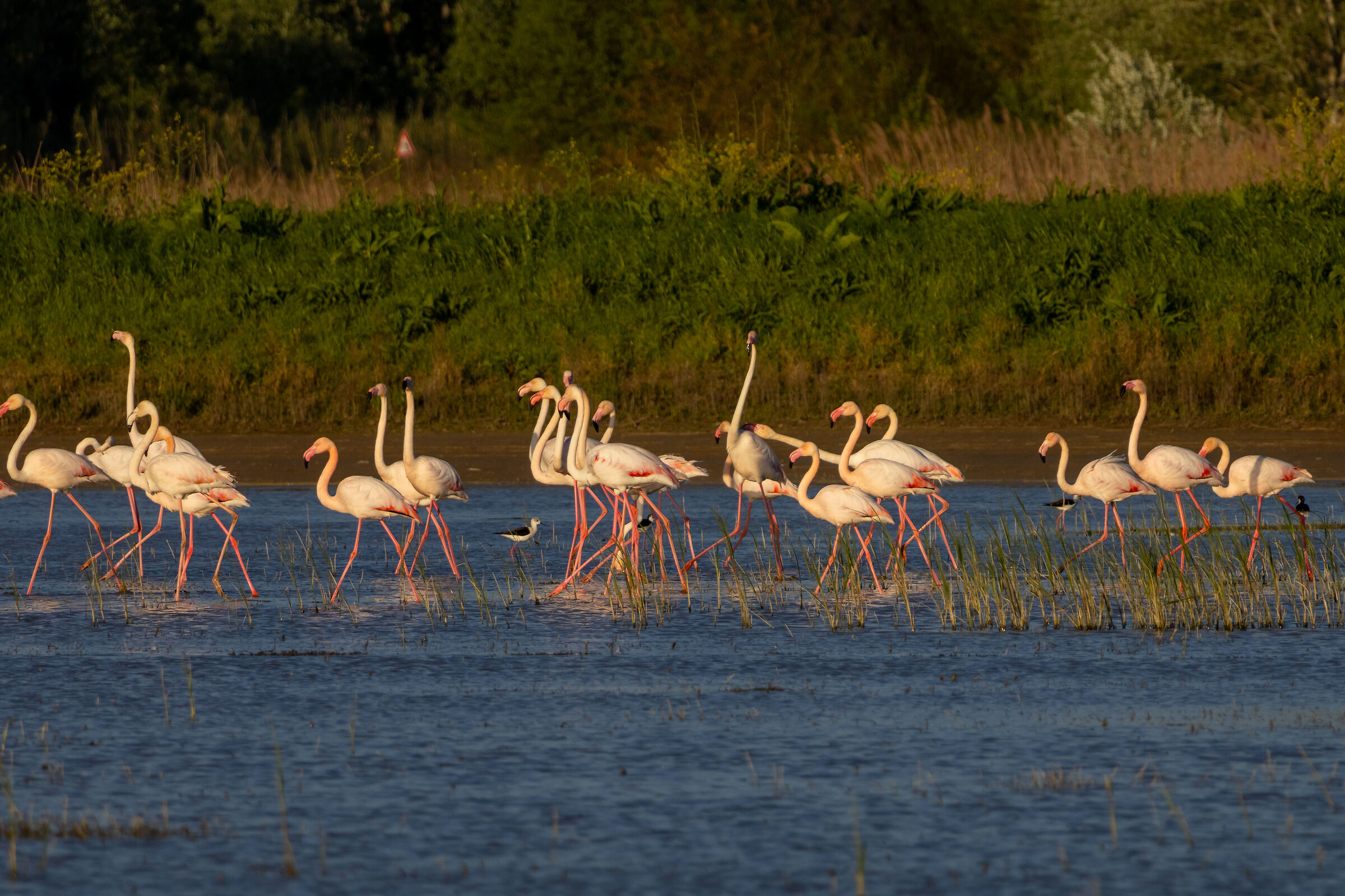 Guests in the Fucecchio Marshes