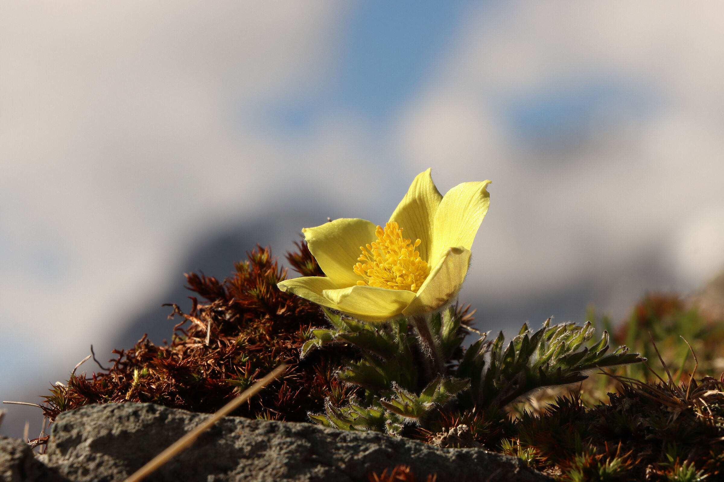 Solitaire at high altitude