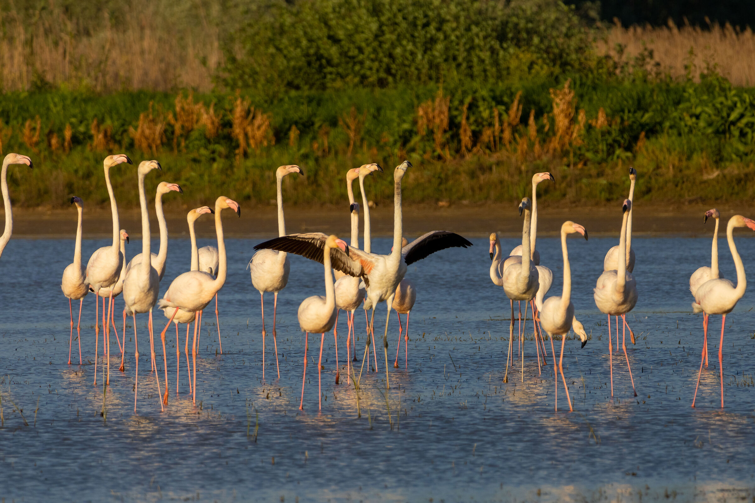 Guests in the Fucecchio Marshes