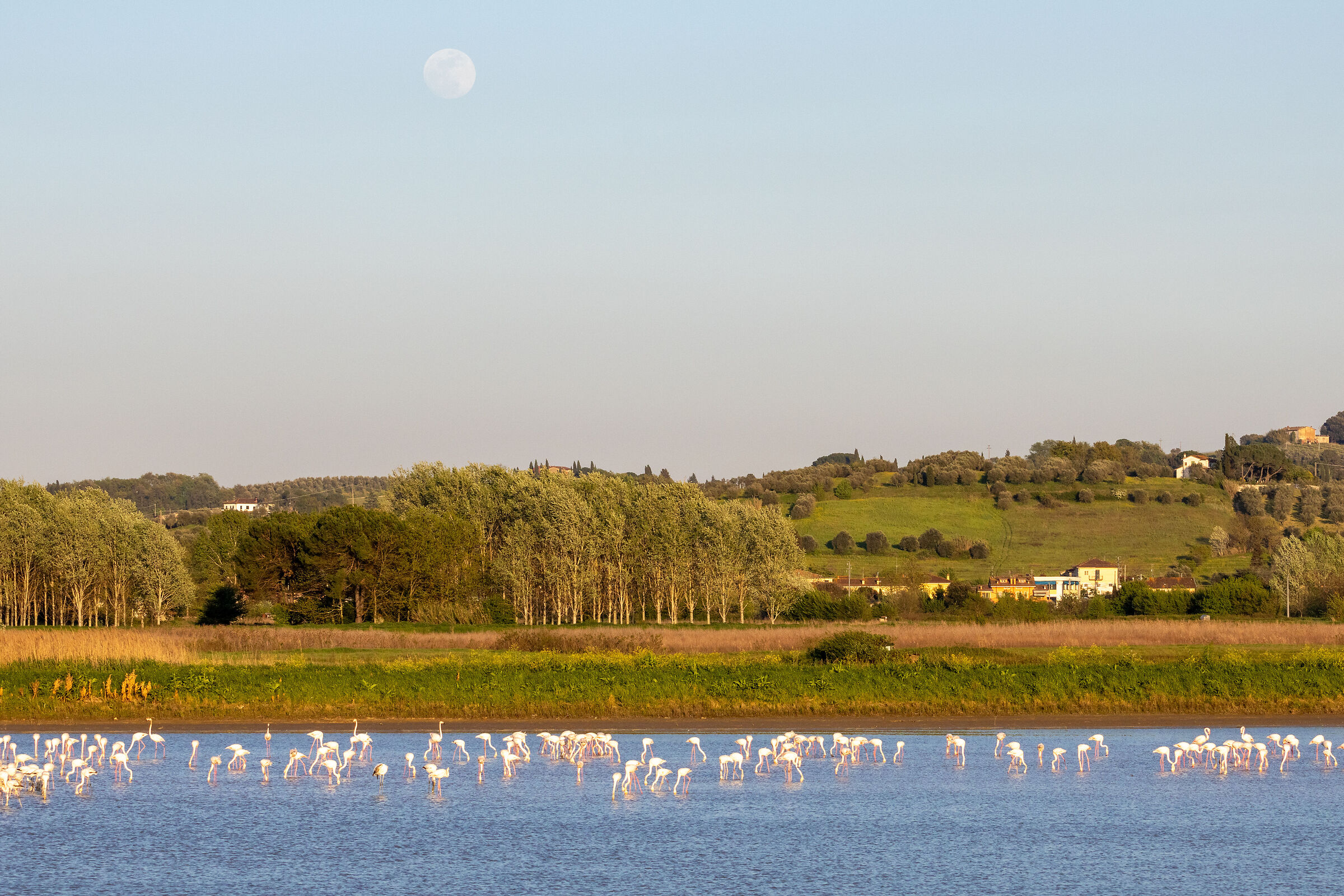 Flamingos, Hills and Moon