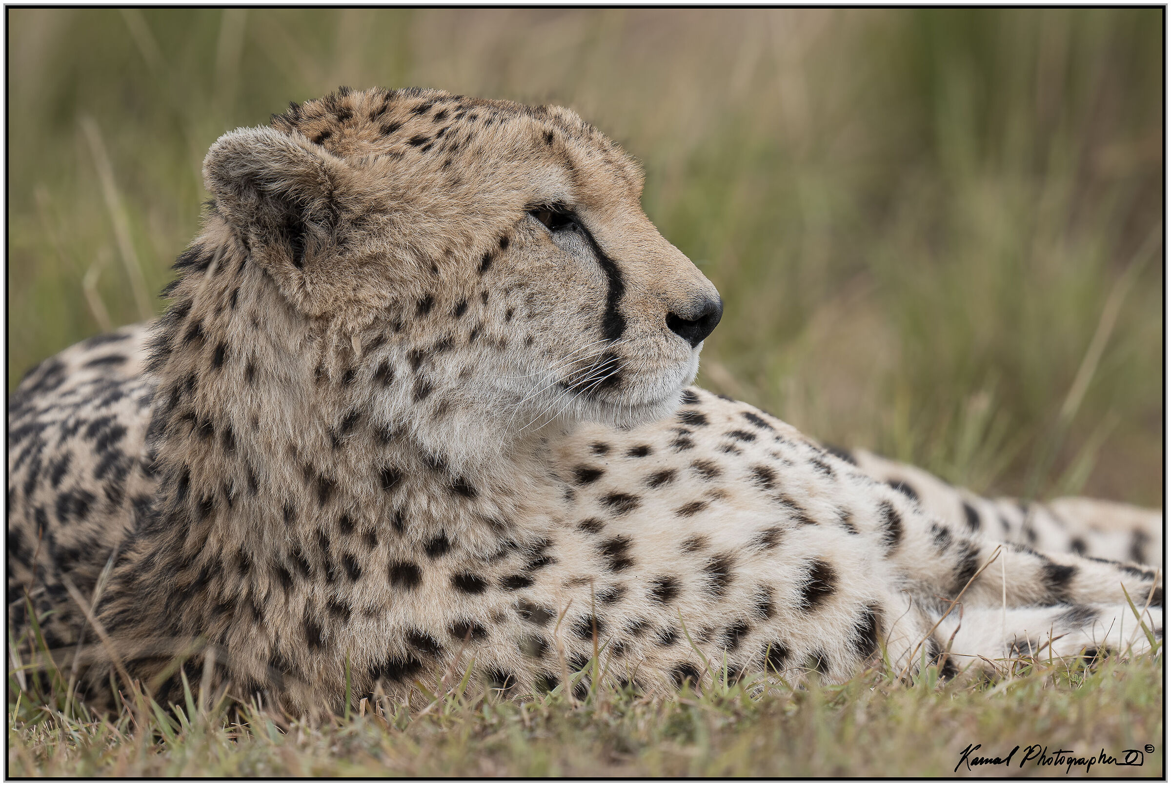 Ghepardo (Acinonyx jubatus)