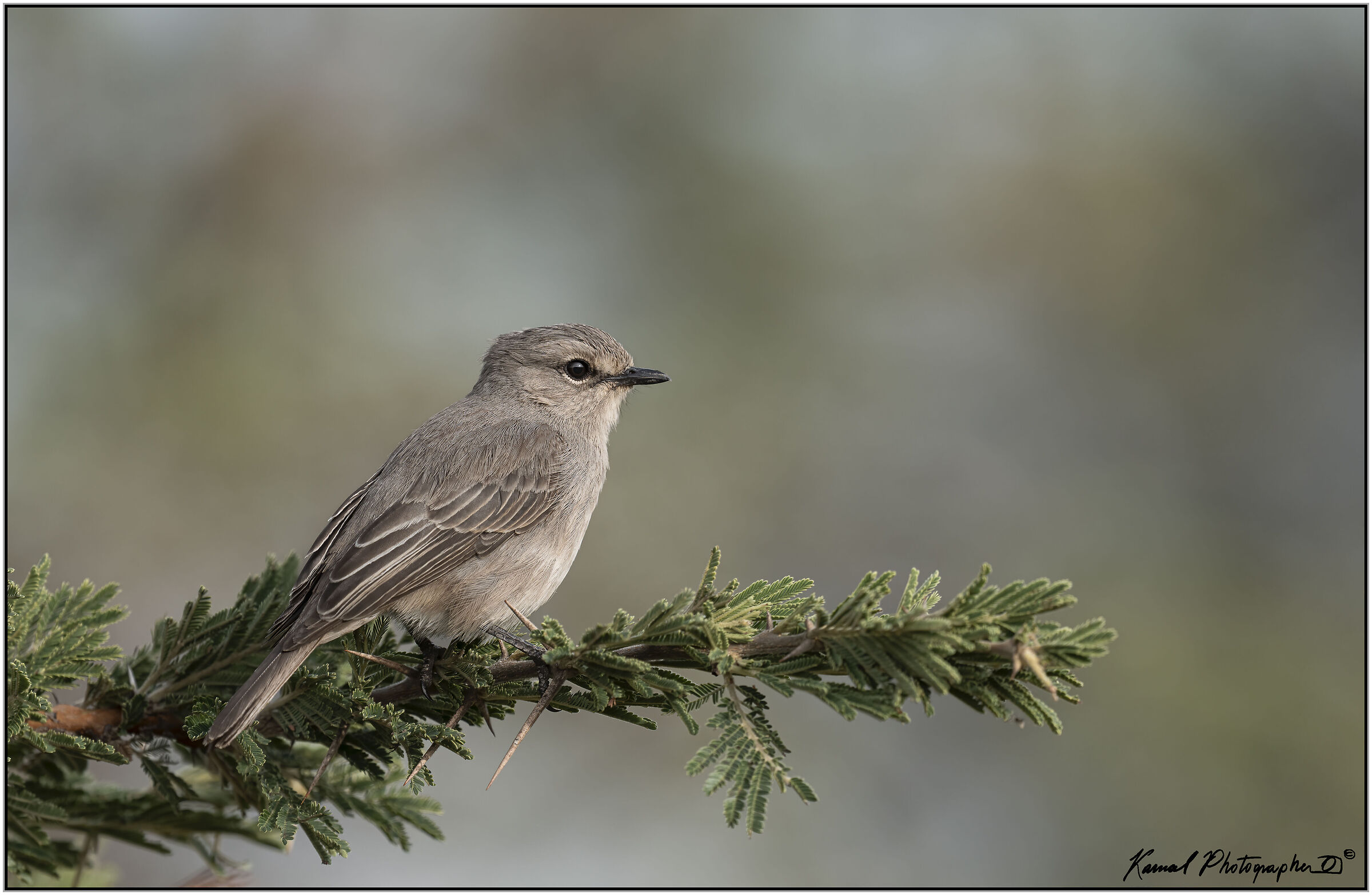 Flycatcher paddles (Agricola pallidus)