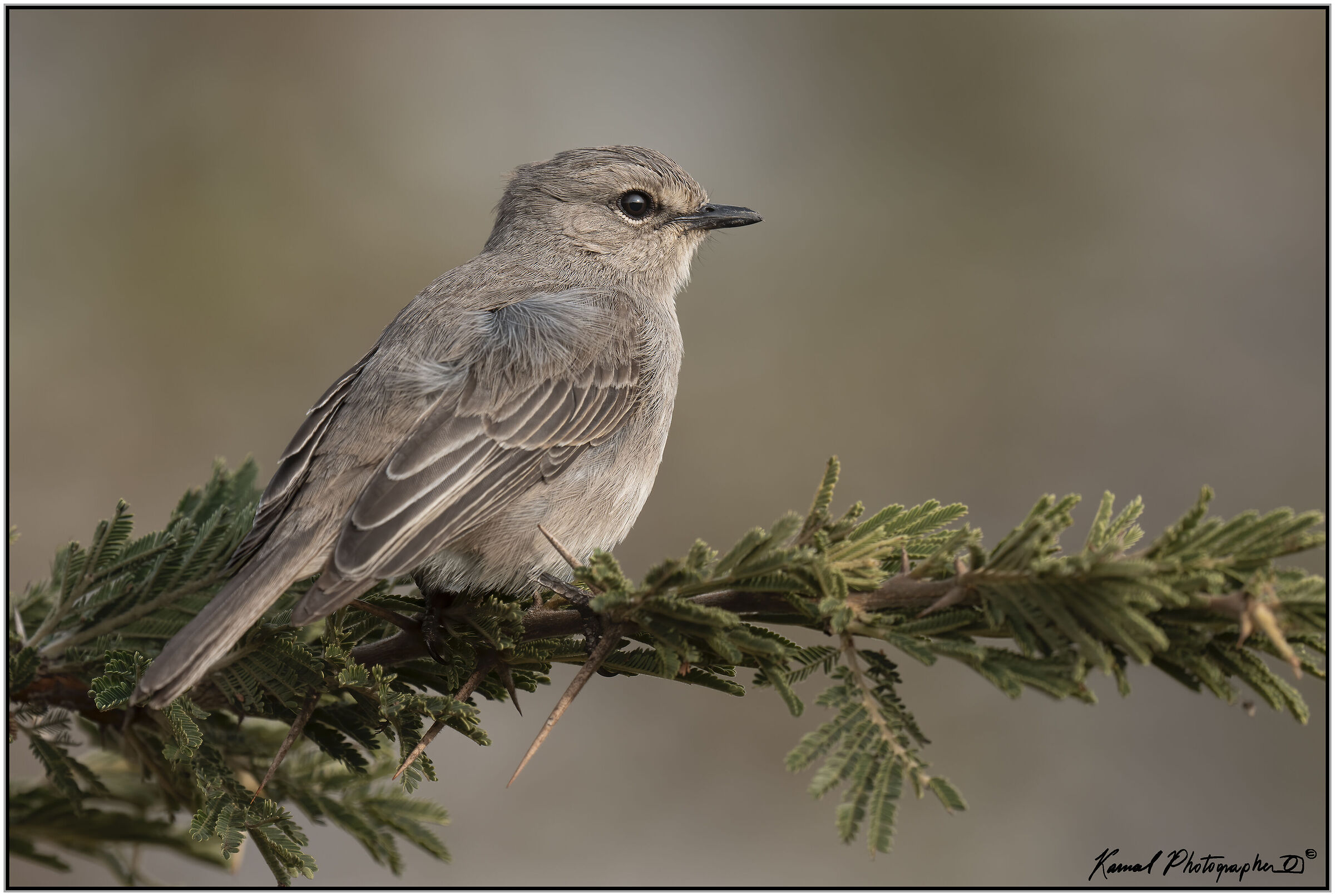 Flycatcher paddles (Agricola pallidus)