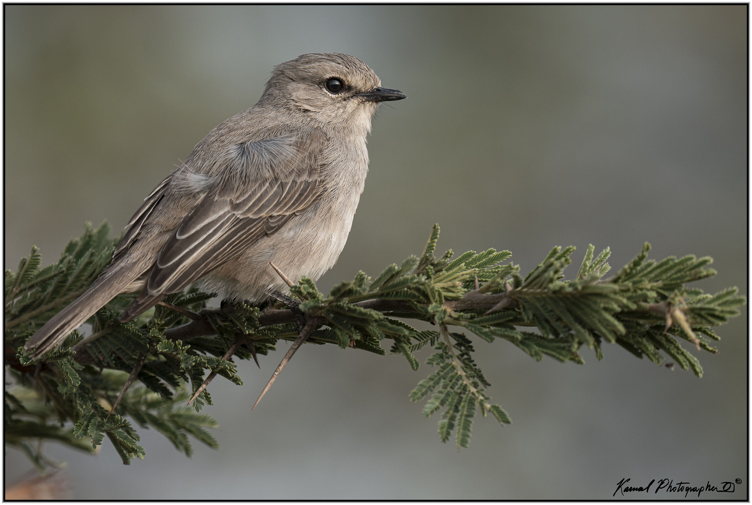 Flycatcher paddles (Agricola pallidus)