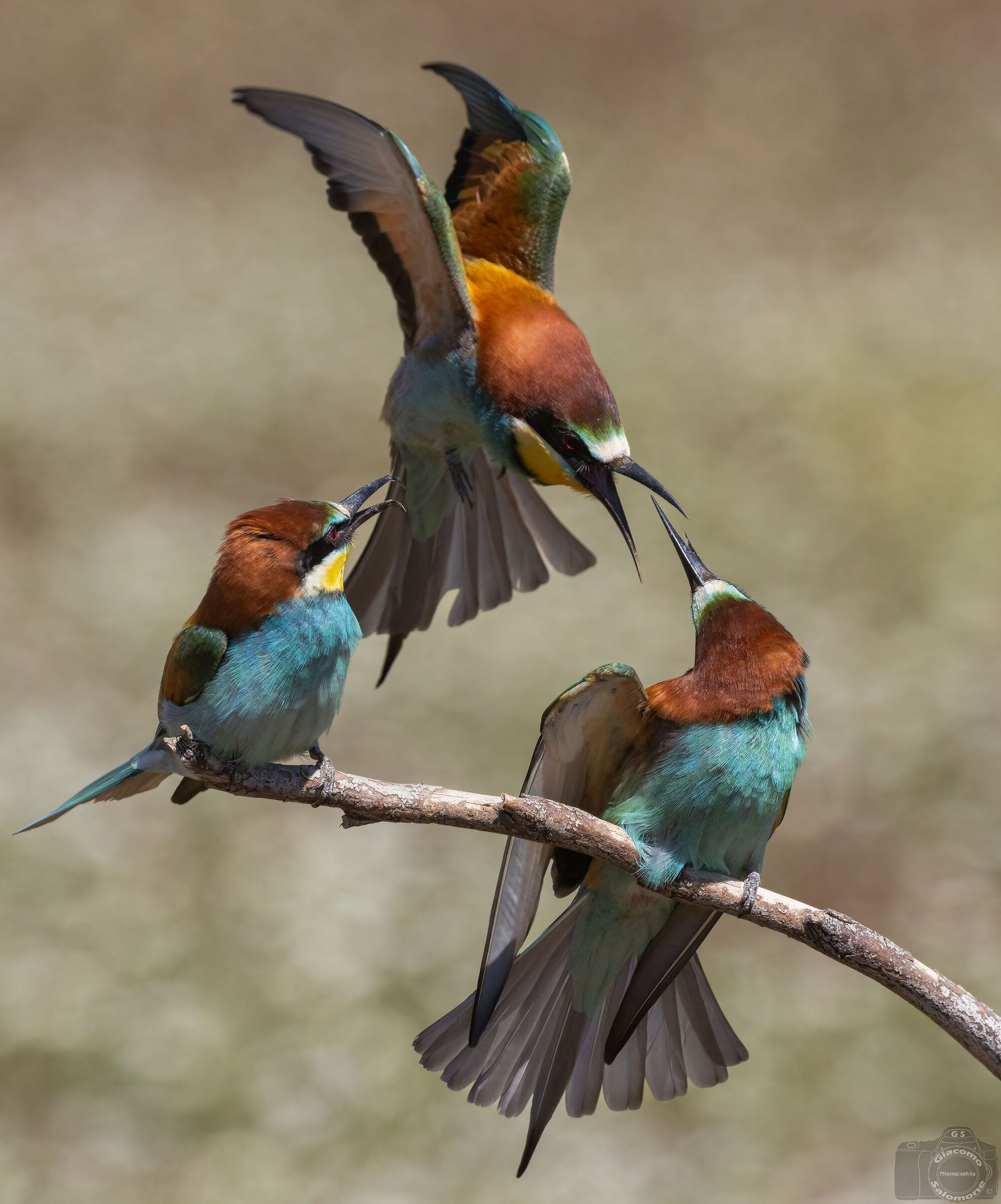 Quarrels between bee-eaters.