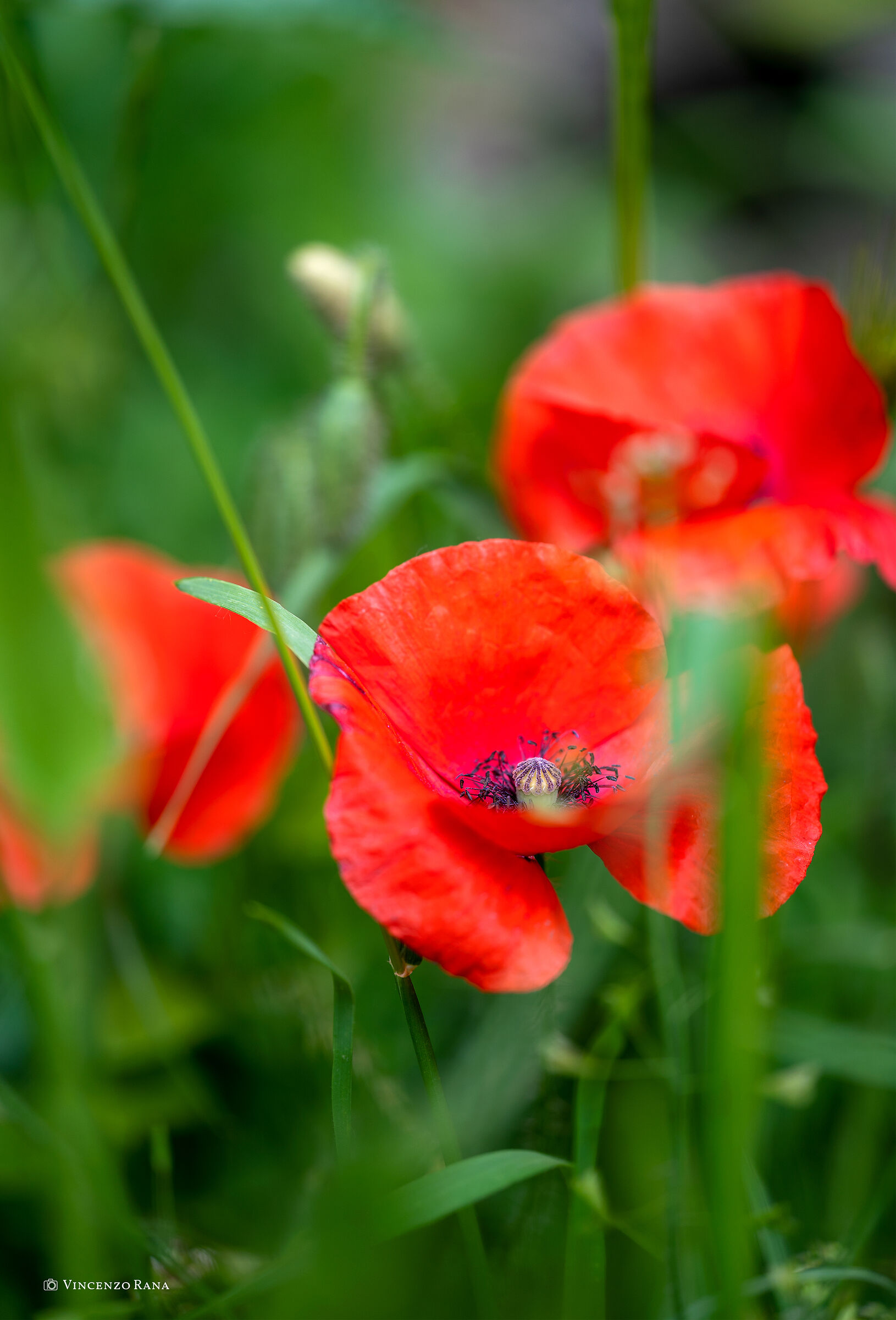 Poppy