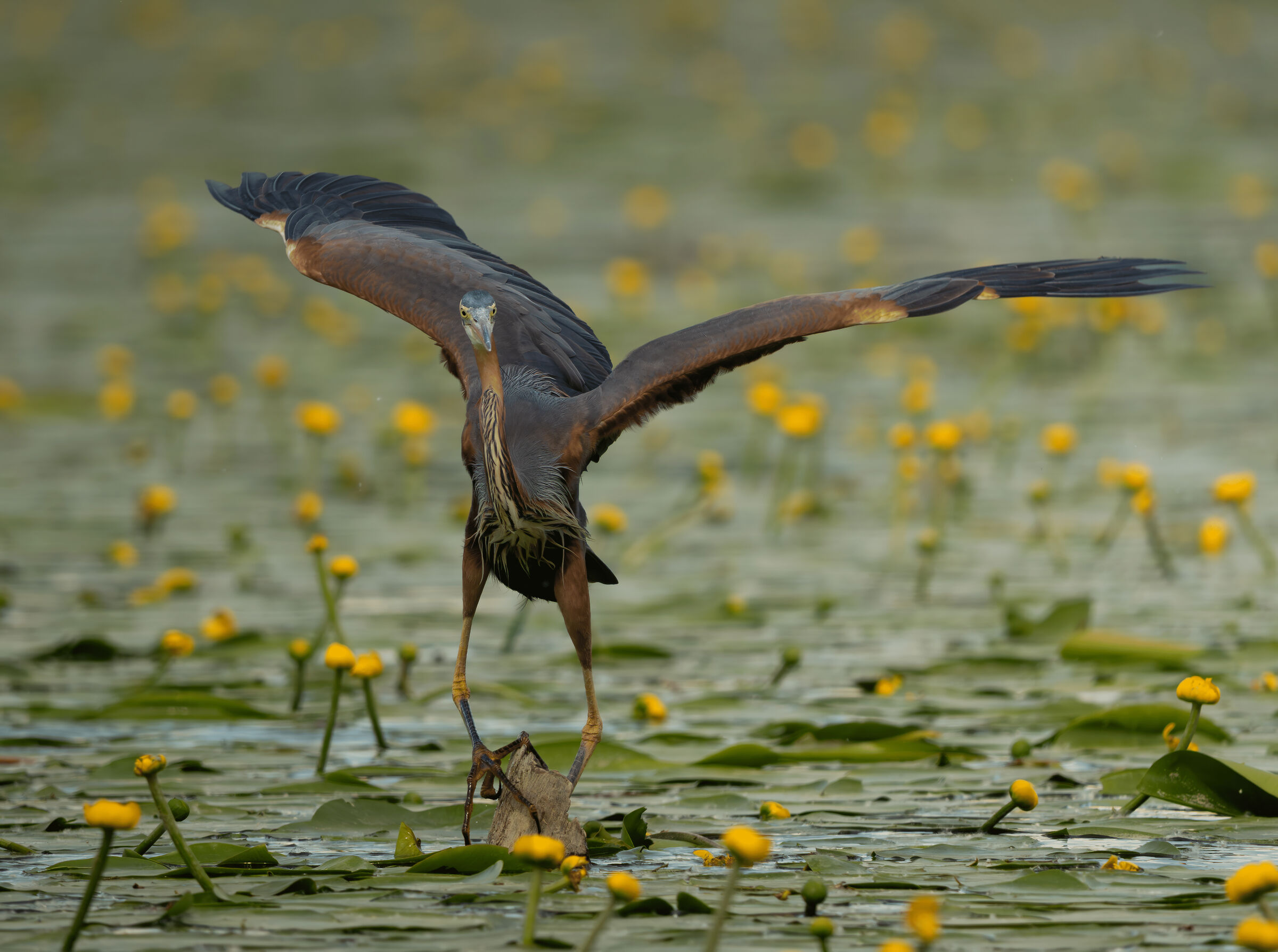 Purple heron