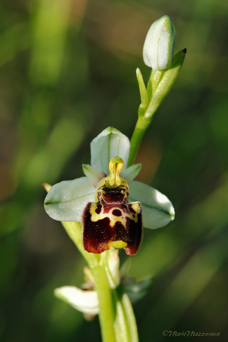 Ophrys tenthredinifera