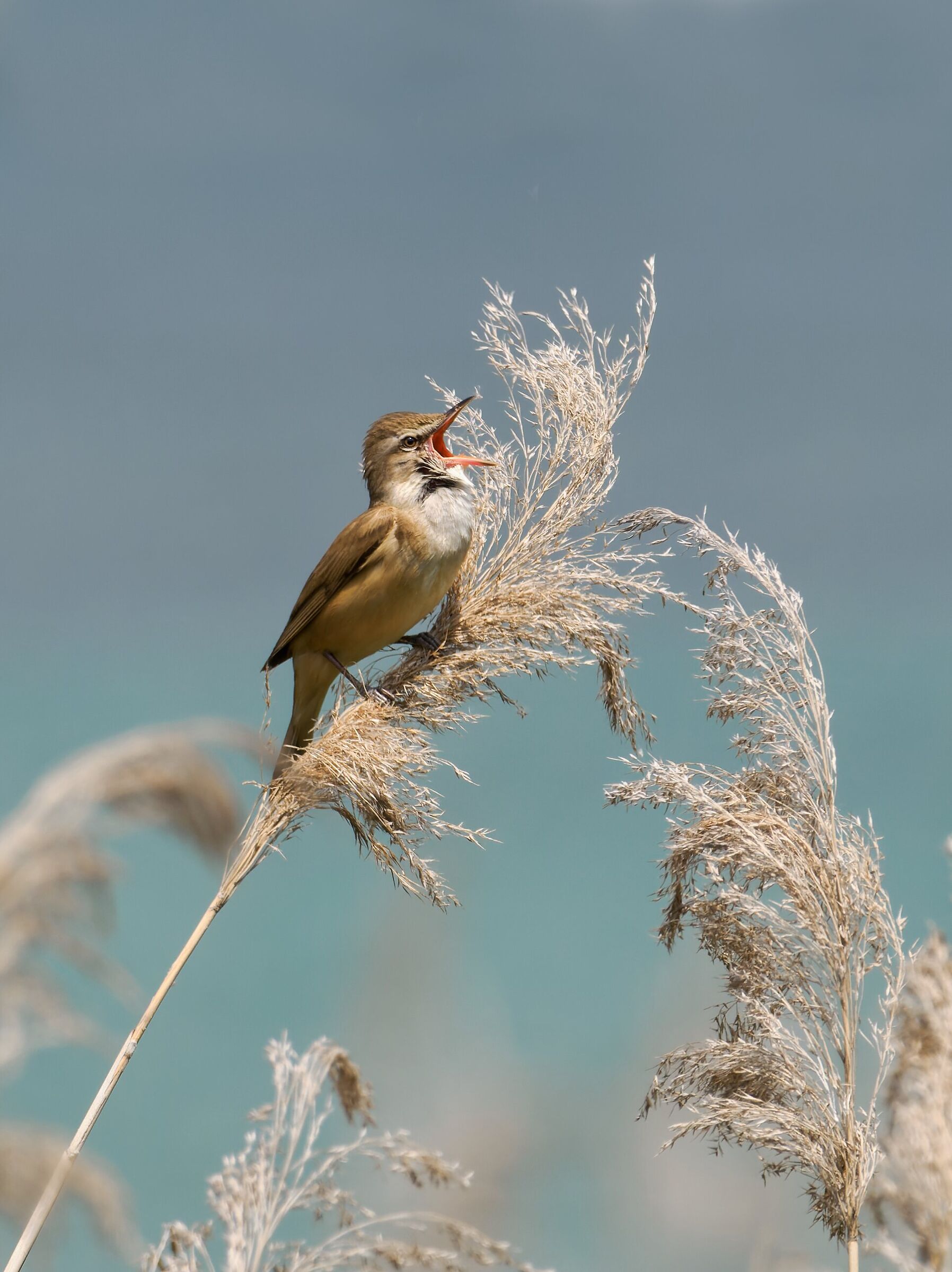Great reed warbler.