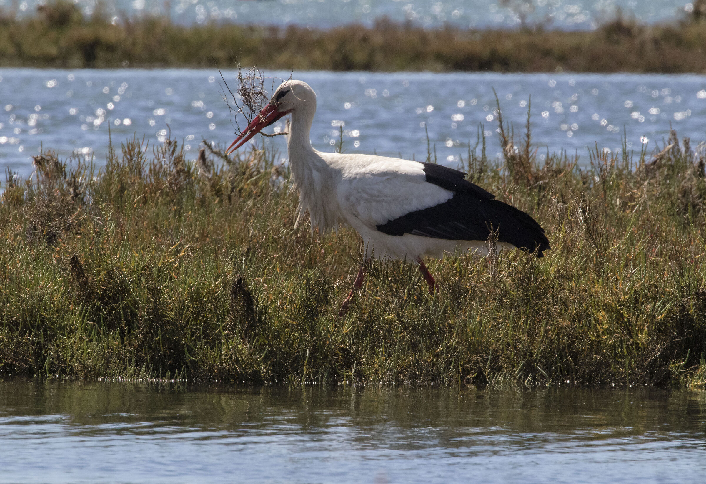 Nest building - Stork (Algarve) -