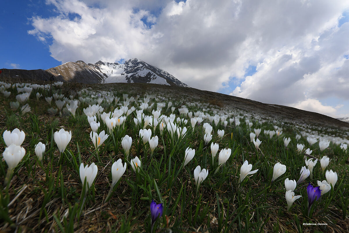 Mountain in bloom