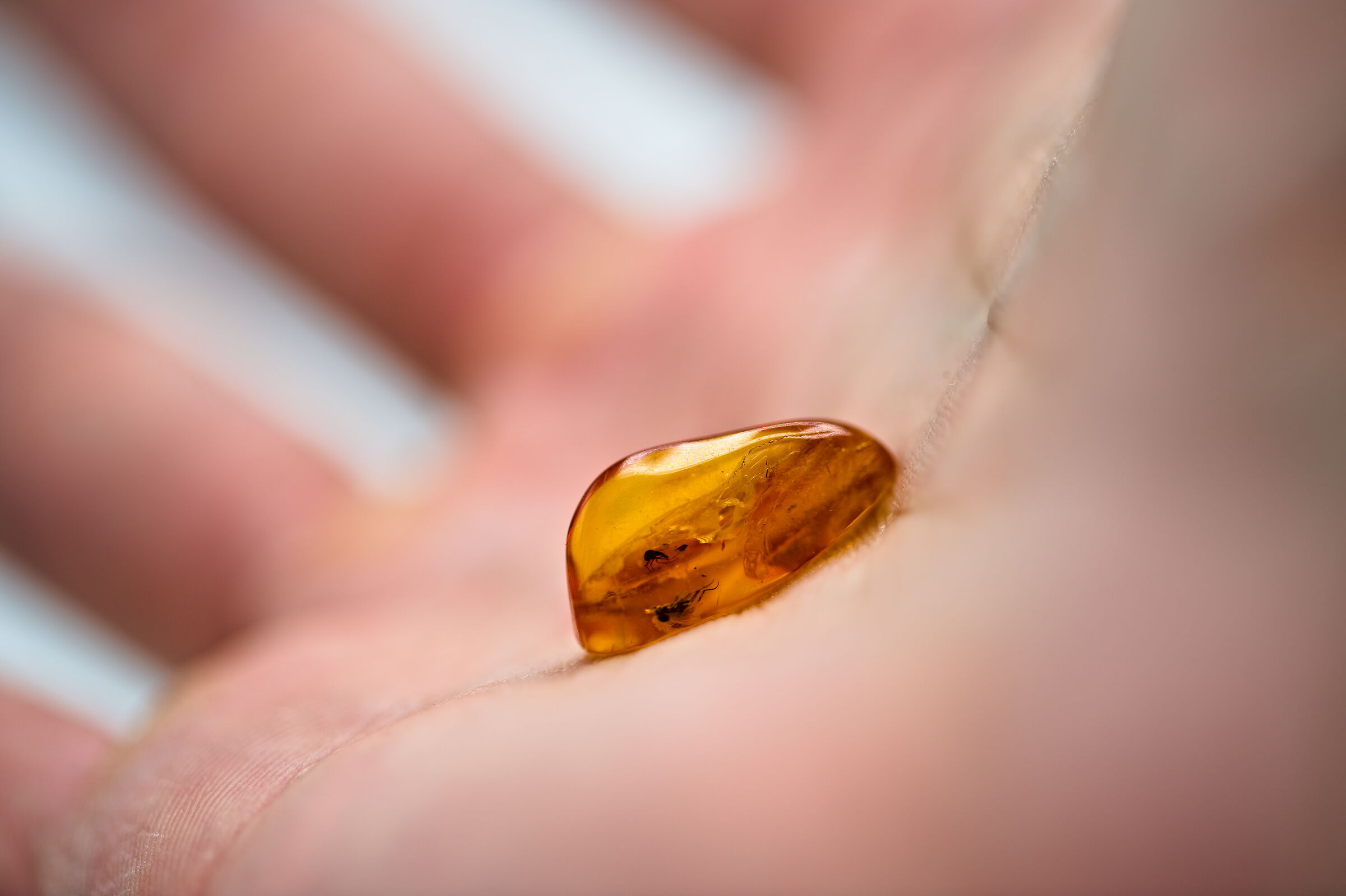 Piccola ambra con insetti