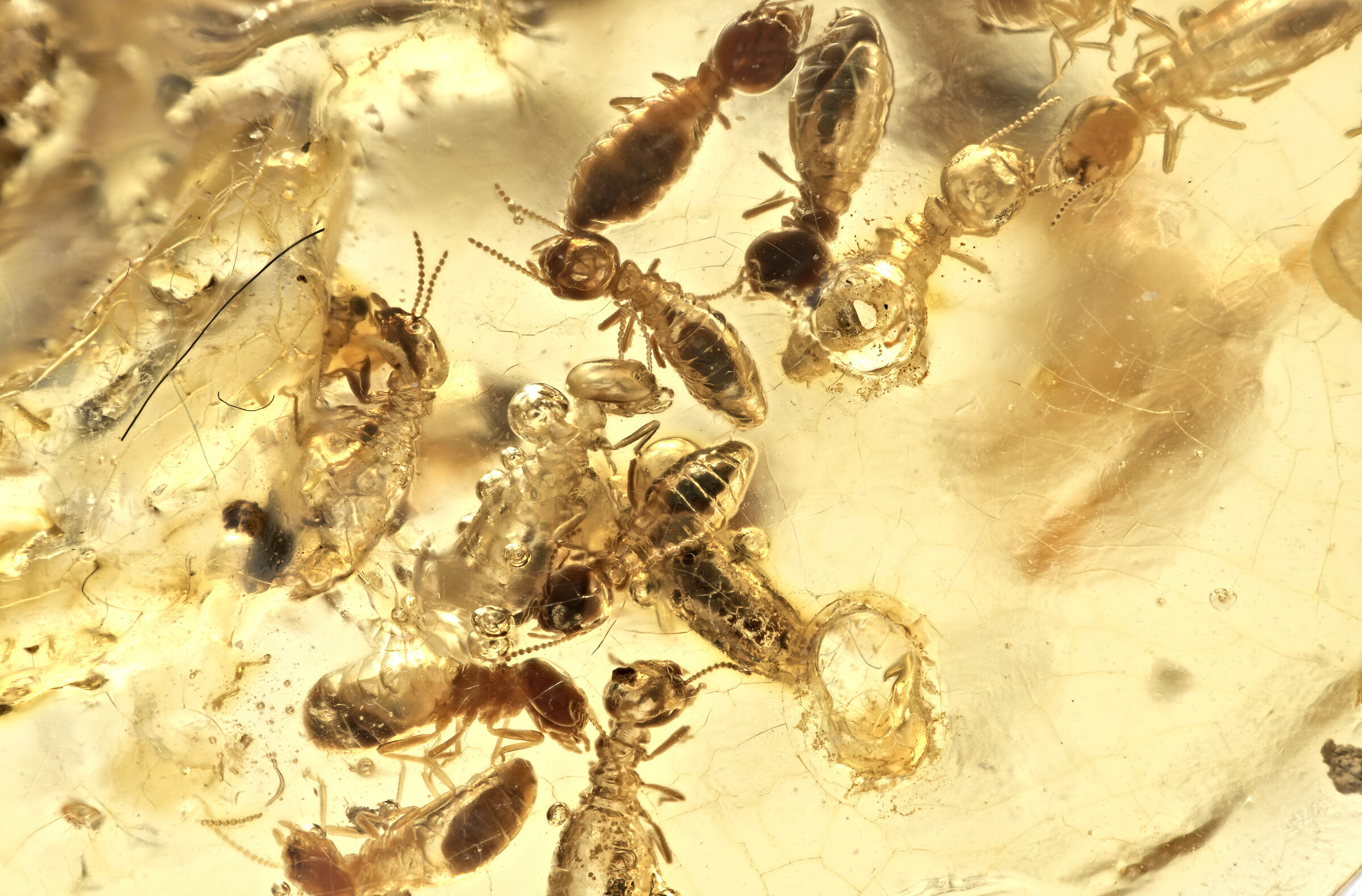 Termiti sfortunate (dettaglio)