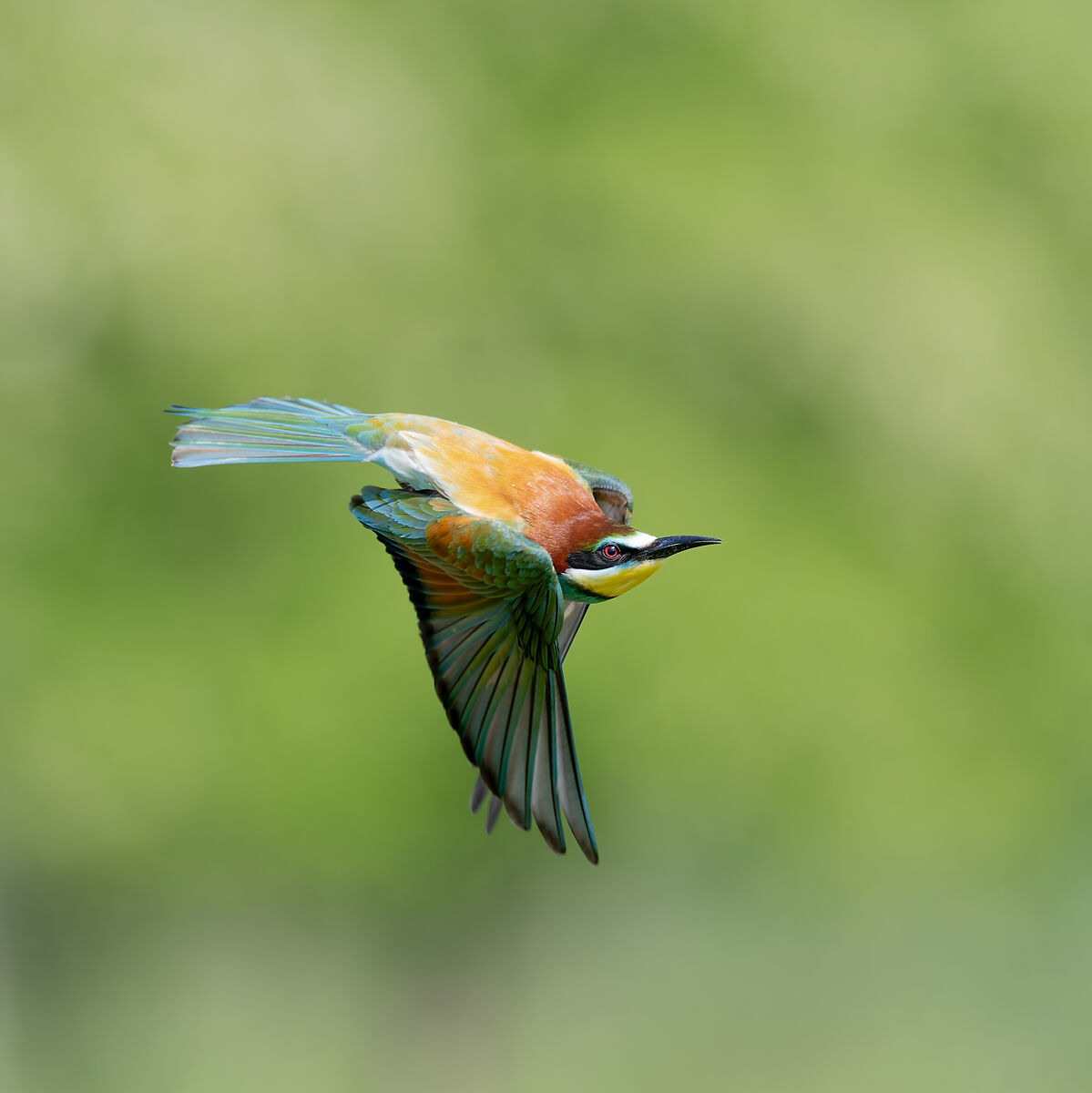 Bee-eater - Sant'Albano Stura - Piedmont