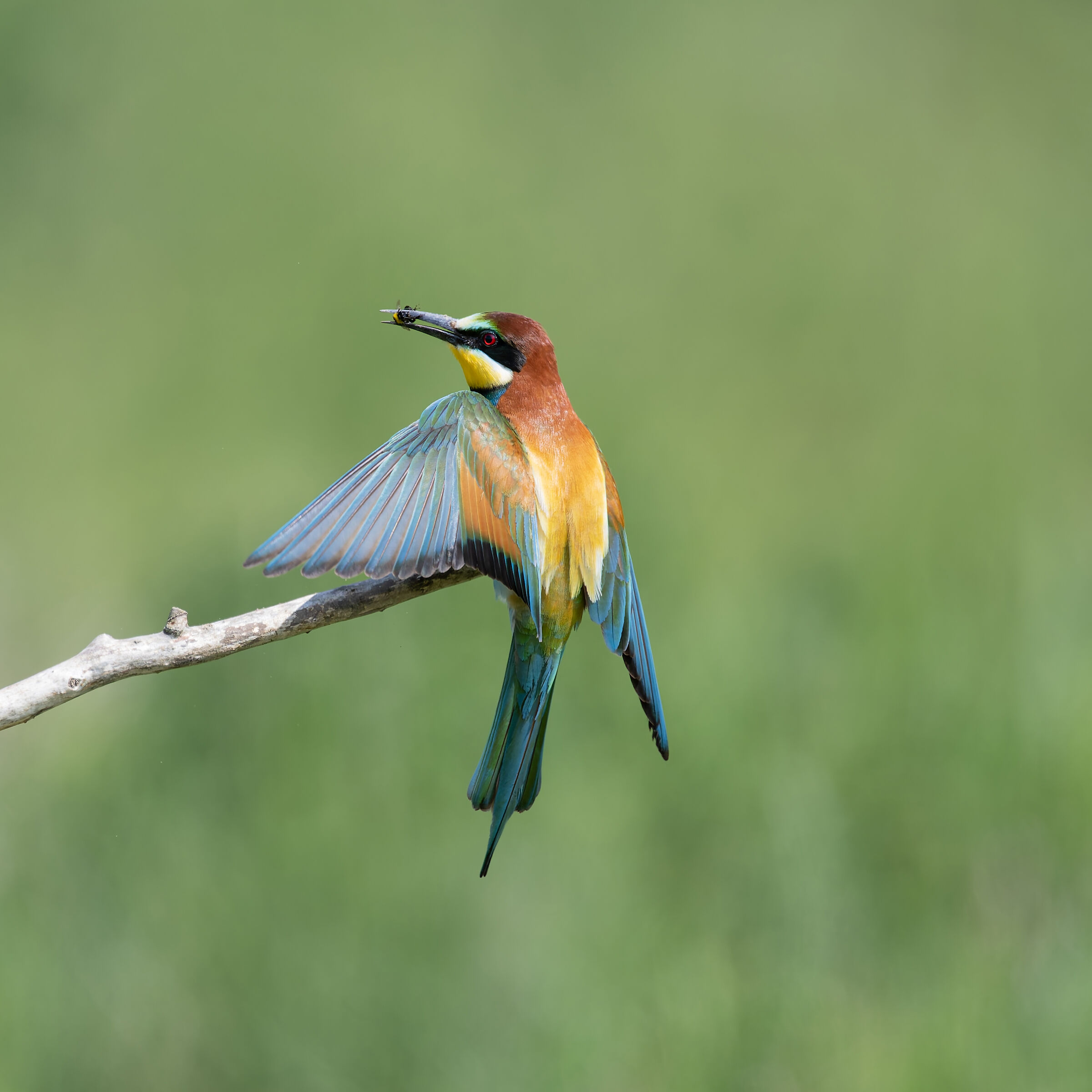 Bee-eater - Sant'Albano Stura - Piedmont