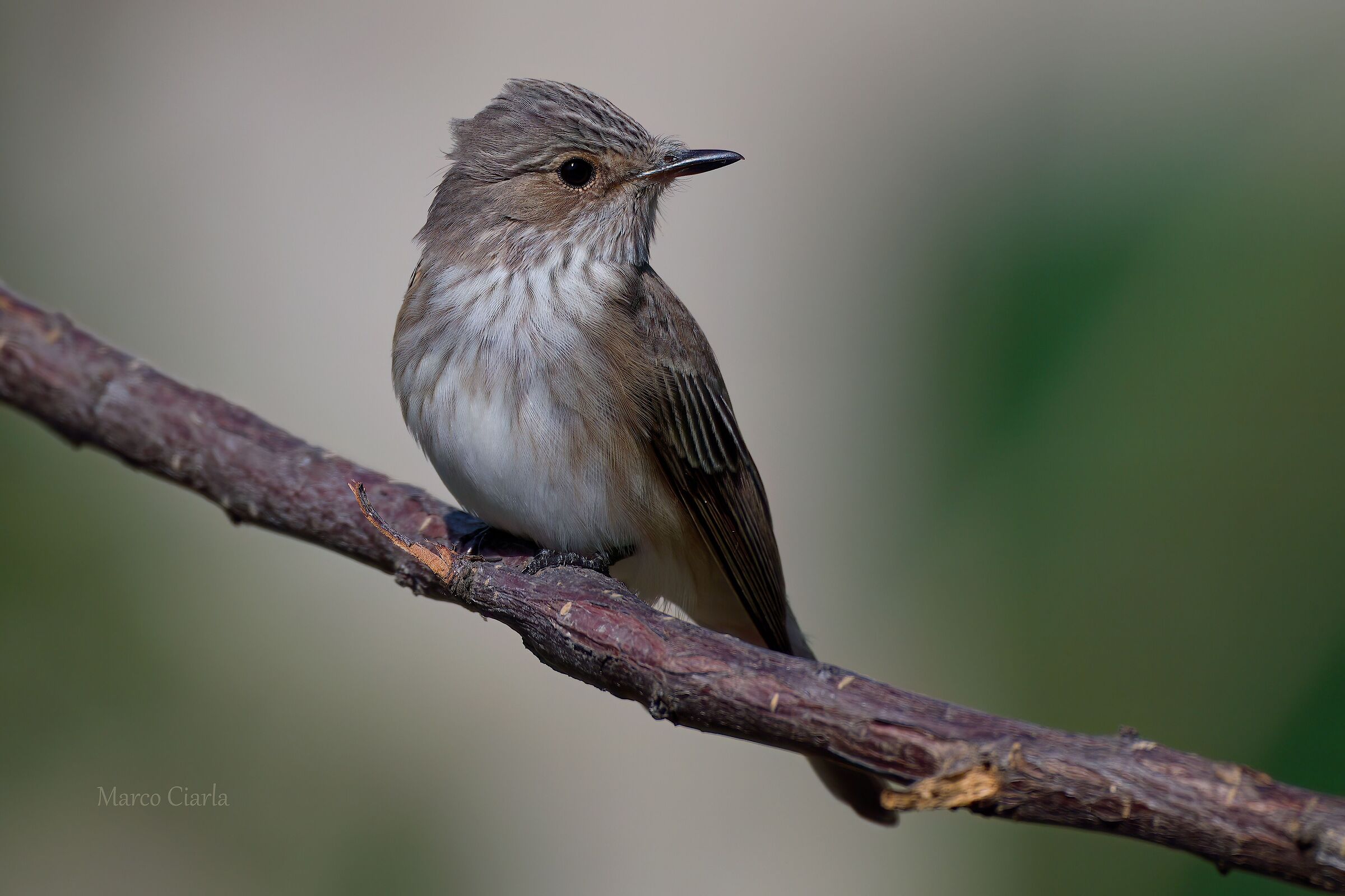 Flycatcher (Muscicapa striata)