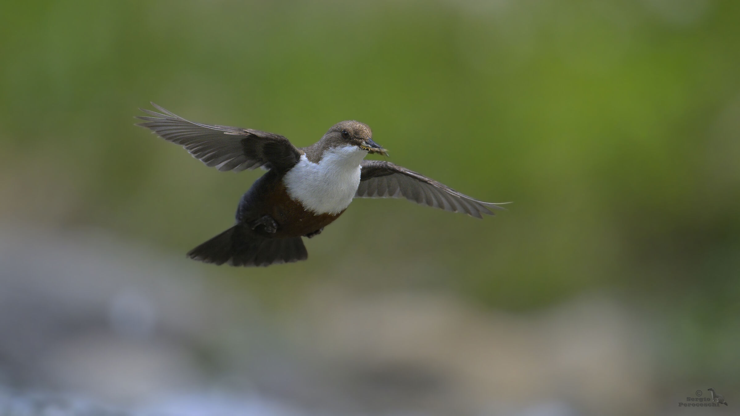 White-throated dipper