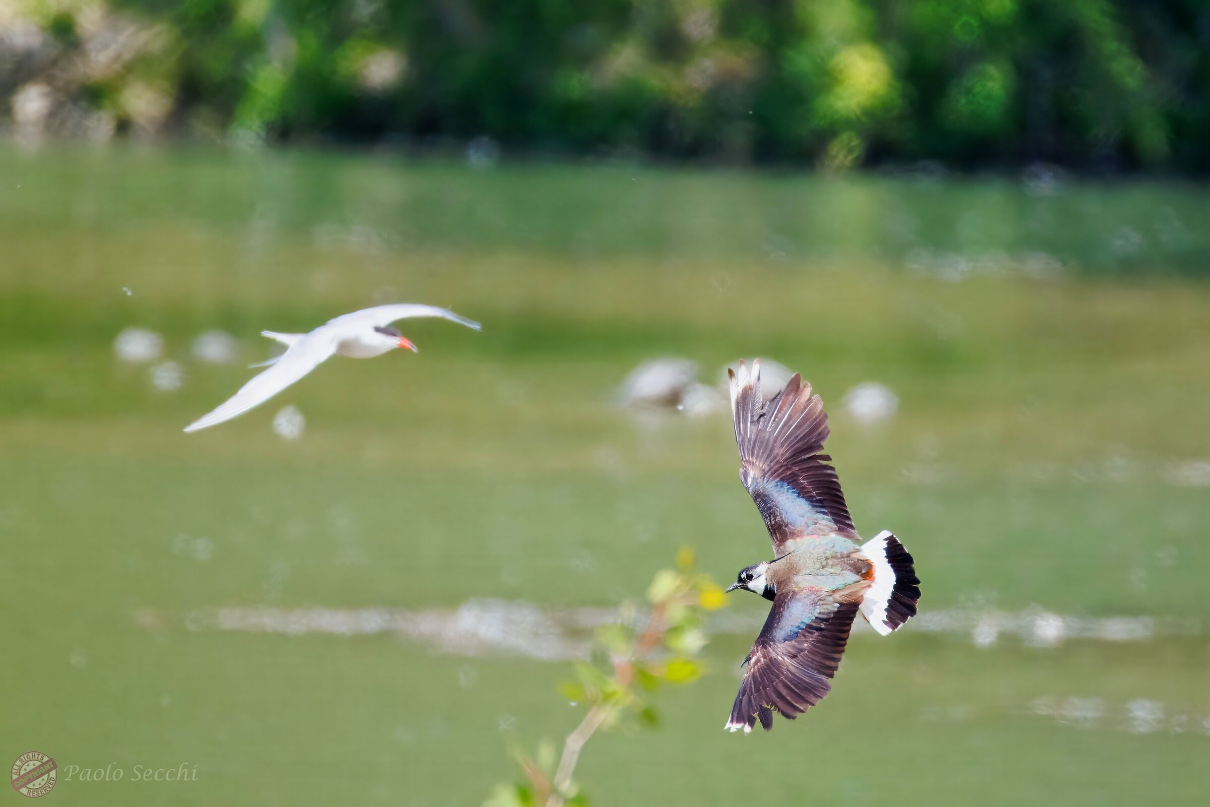 Lapwing in turn