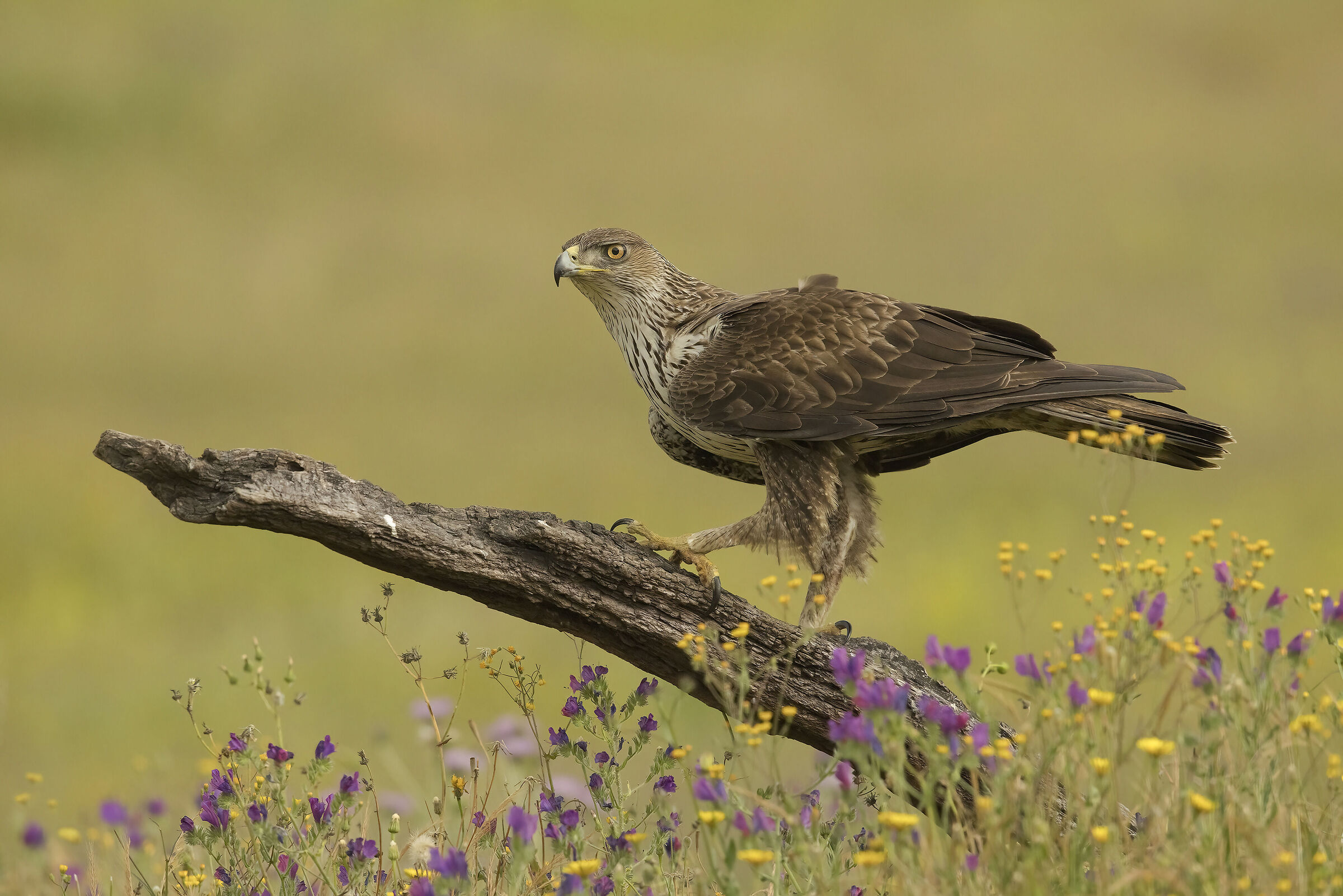 Aquila di Bonelli (Aquila fasciata)