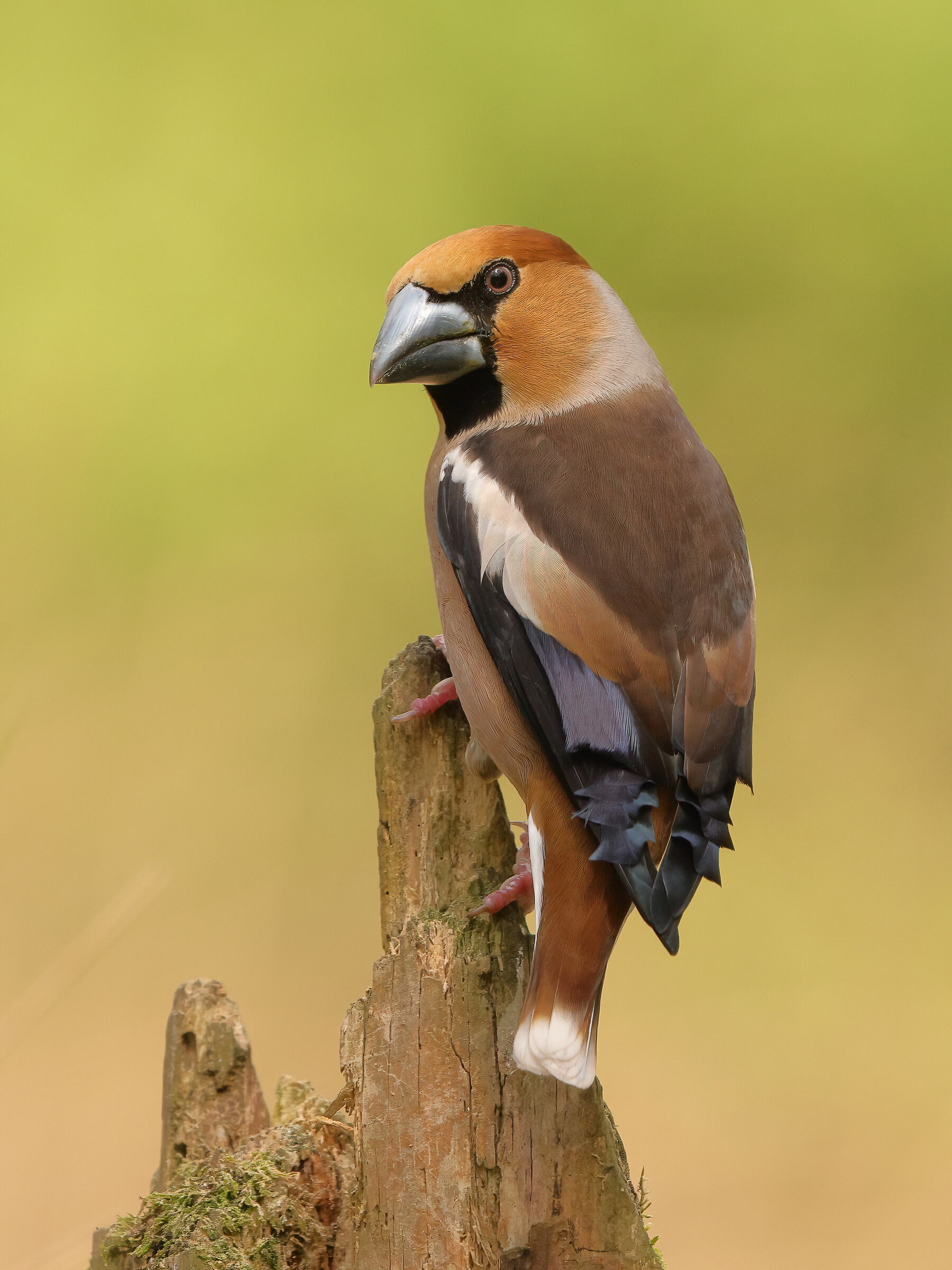 Hawfinch