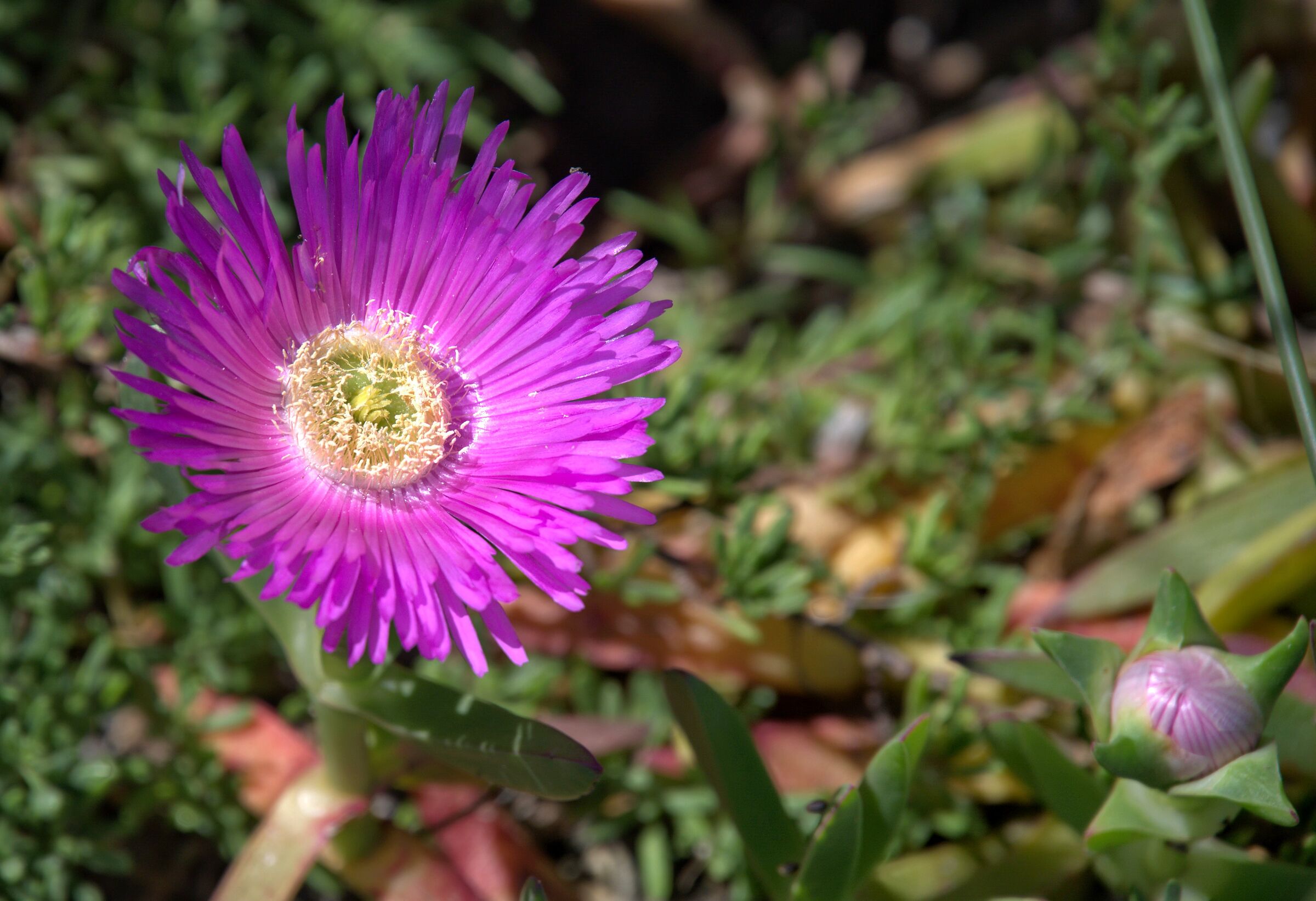 e' sbocciato un sole