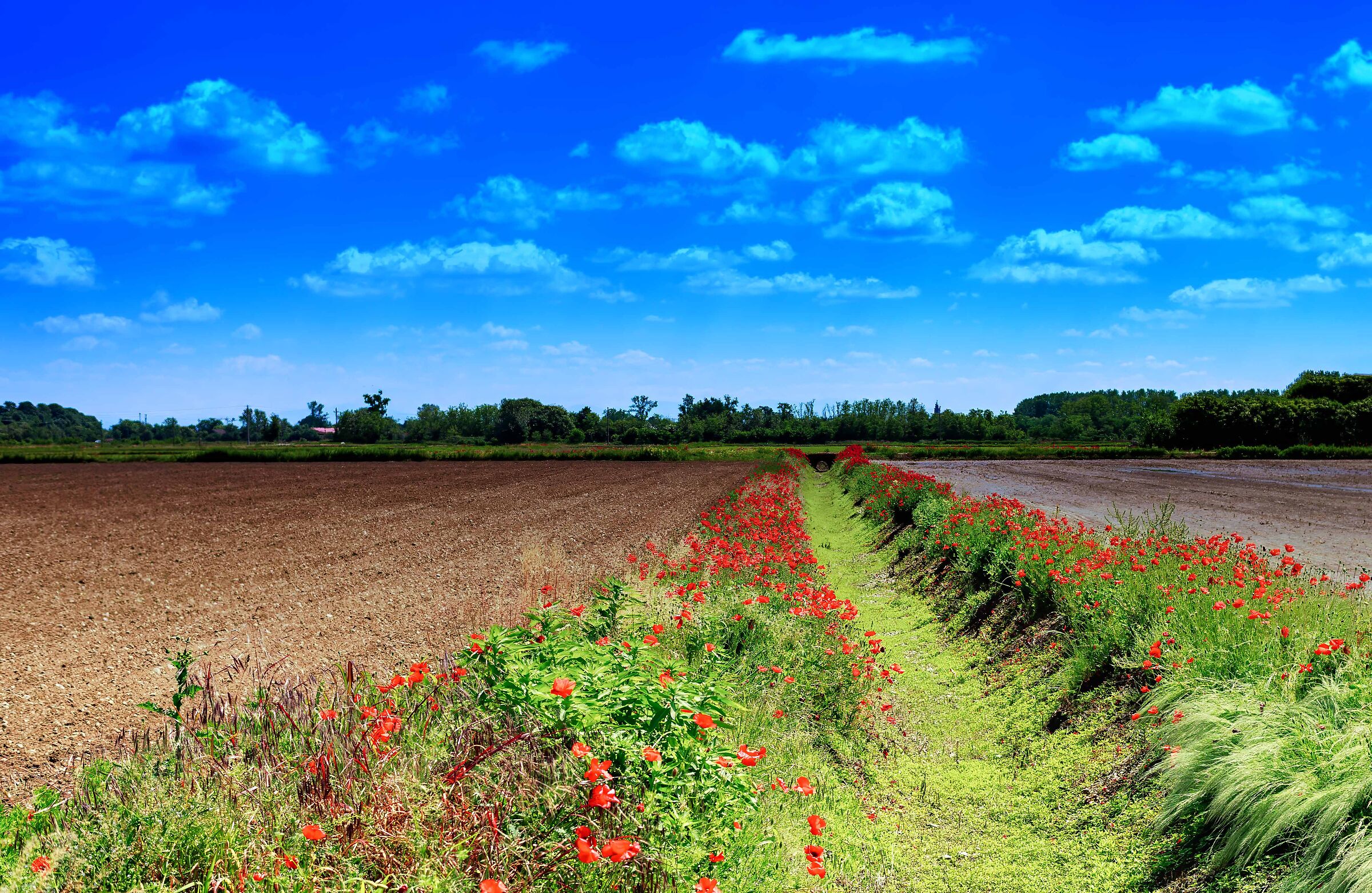 ...........ma sono mille papaveri rossi