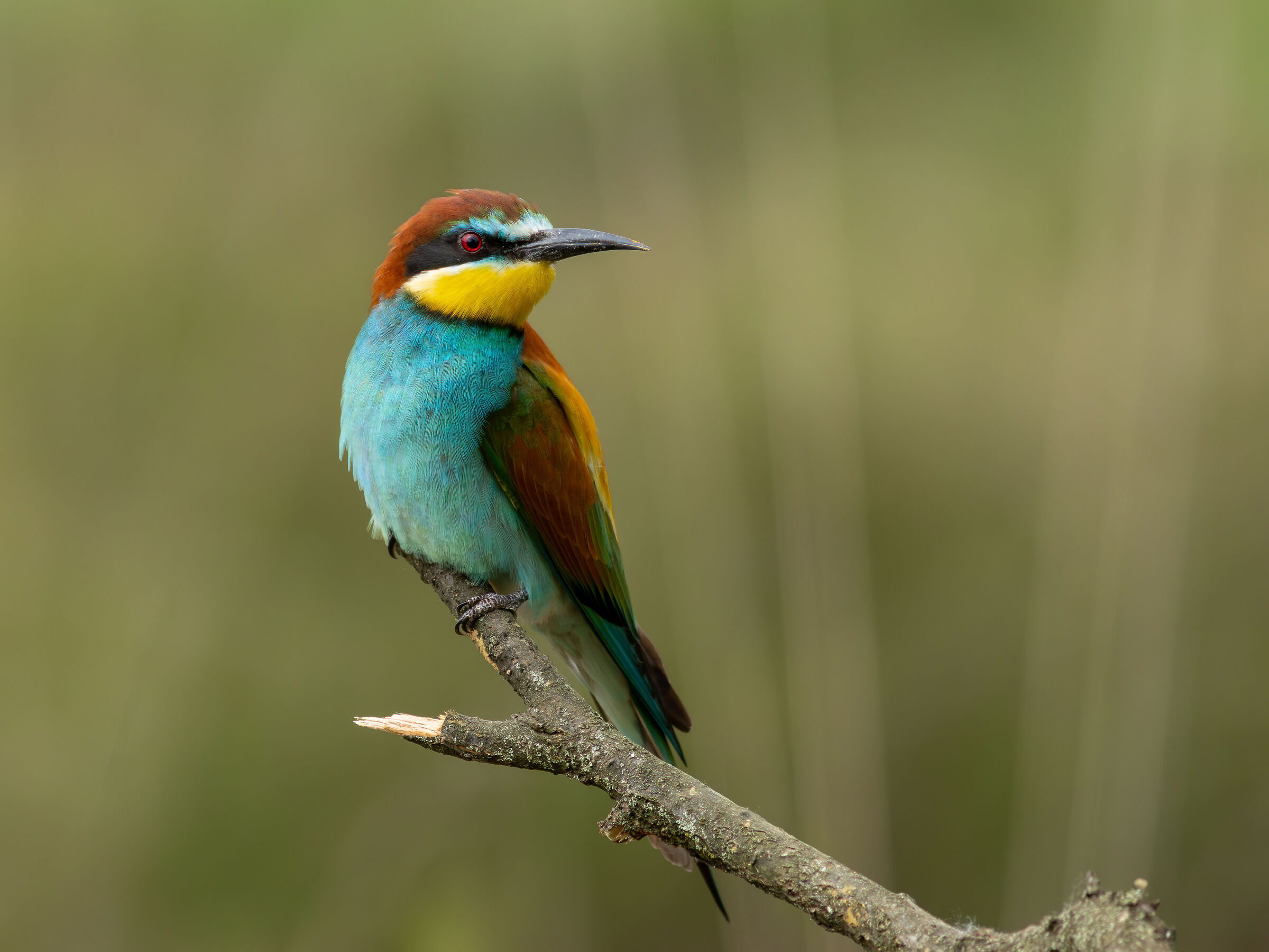 Bee-eater