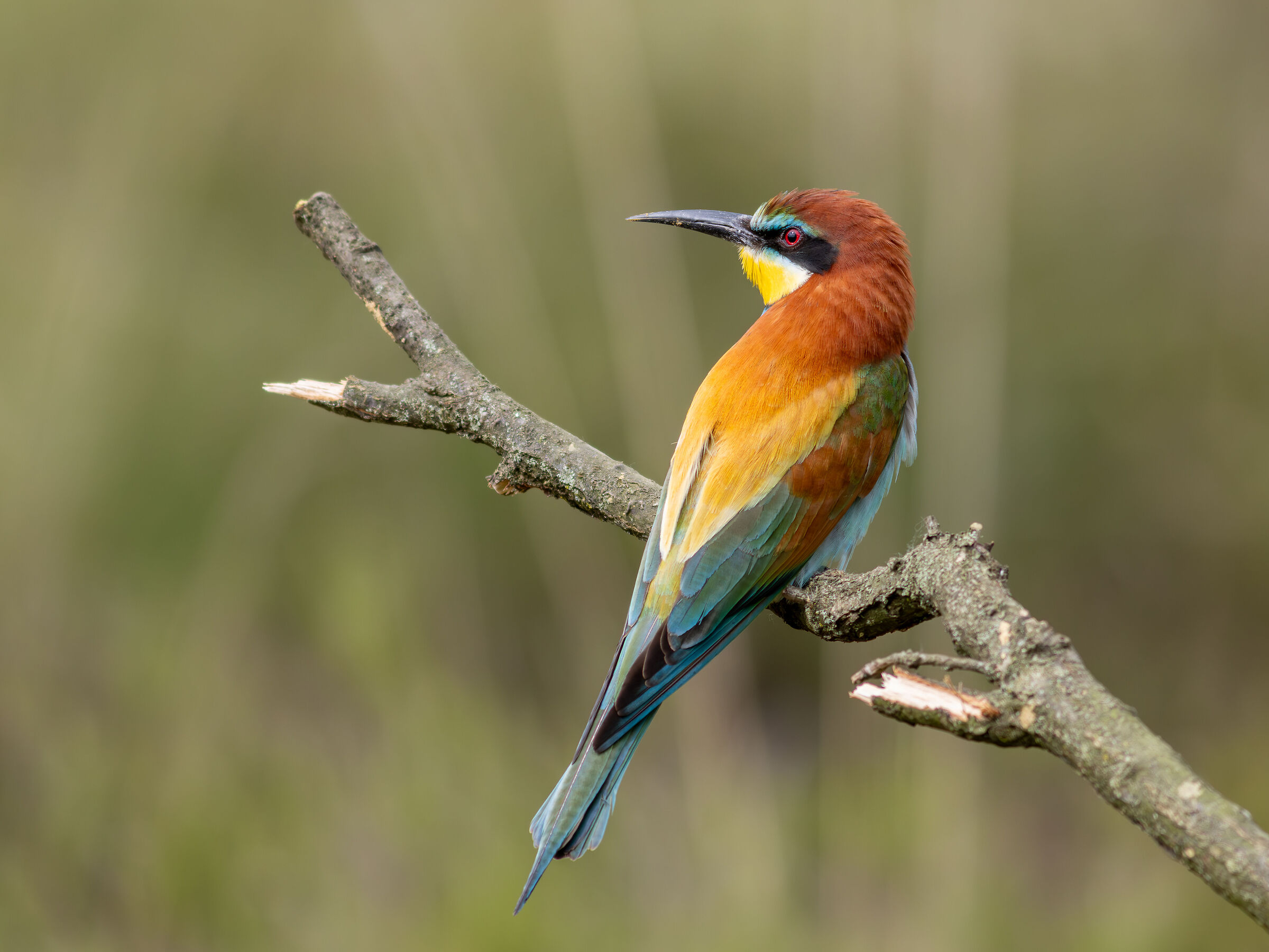 Bee-eater