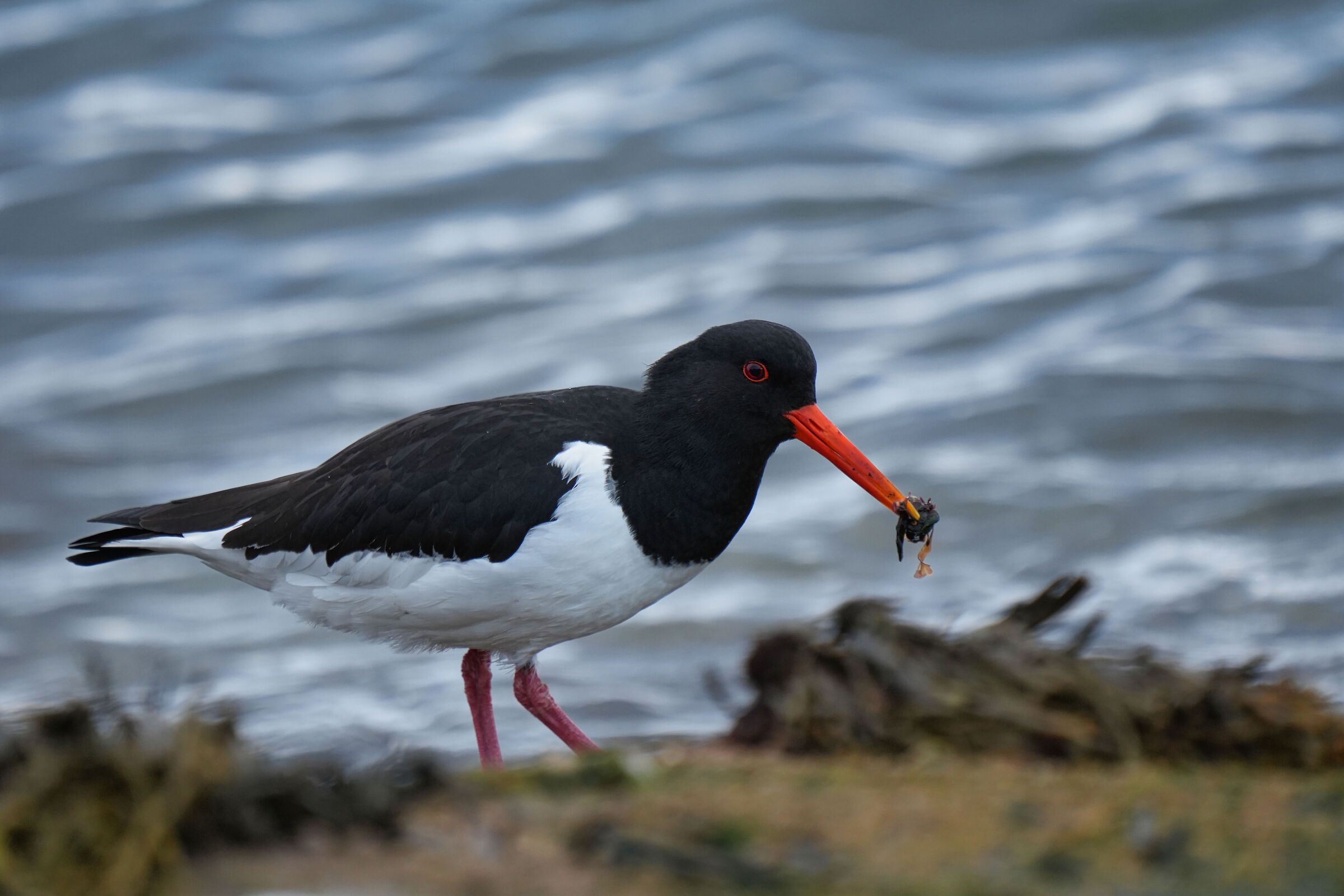 Oystercatcher