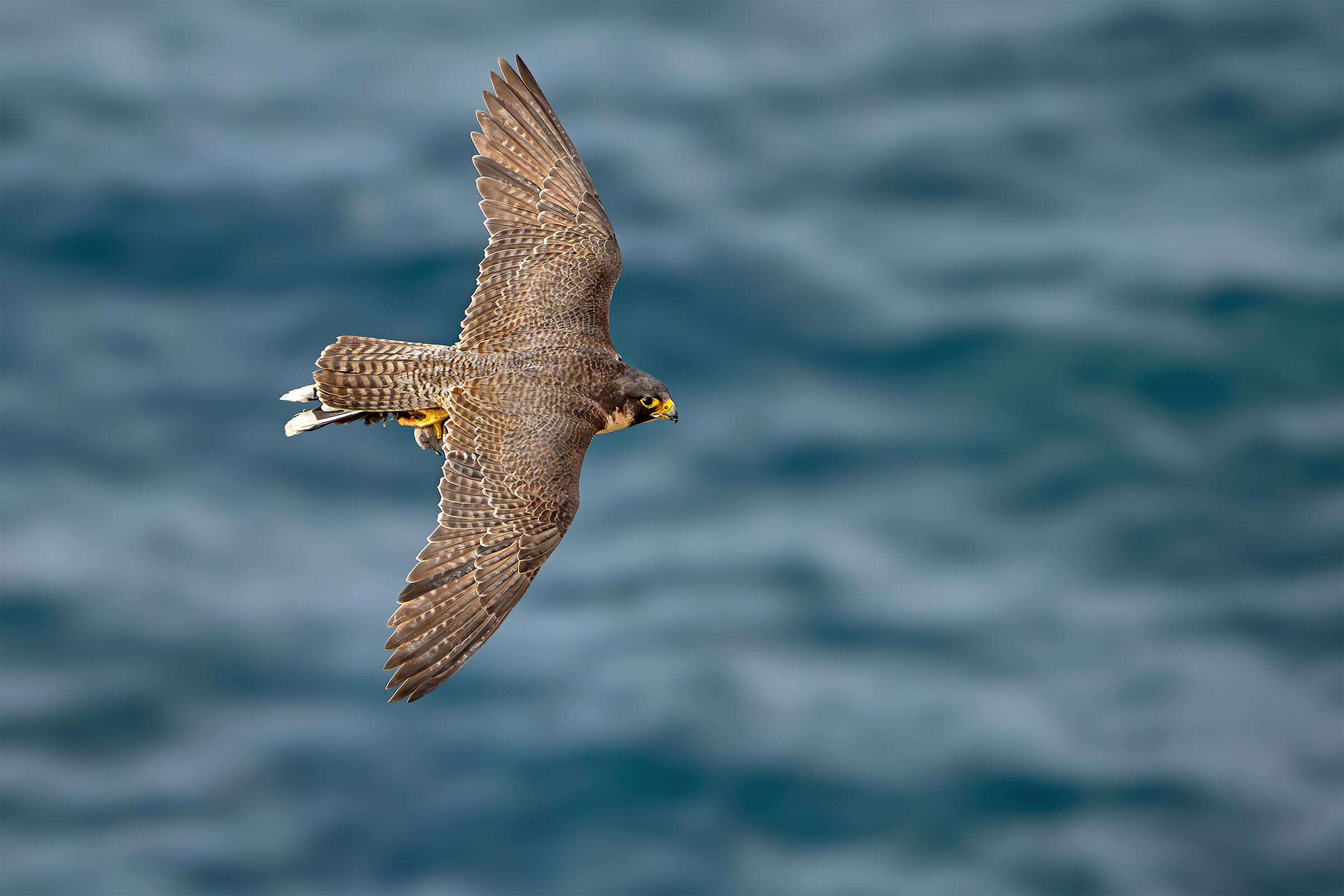 Falco pellegrino
