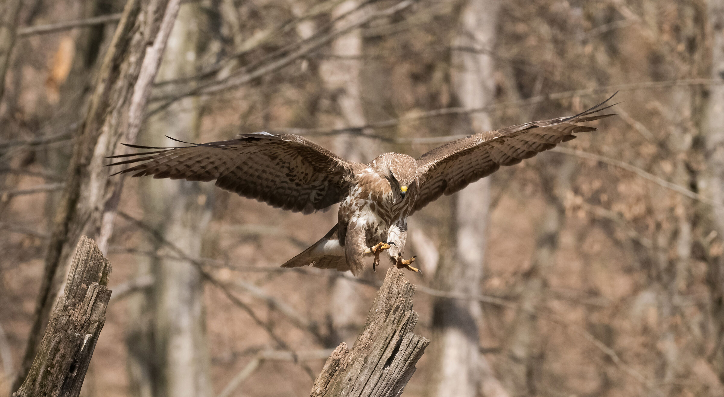 buzzard