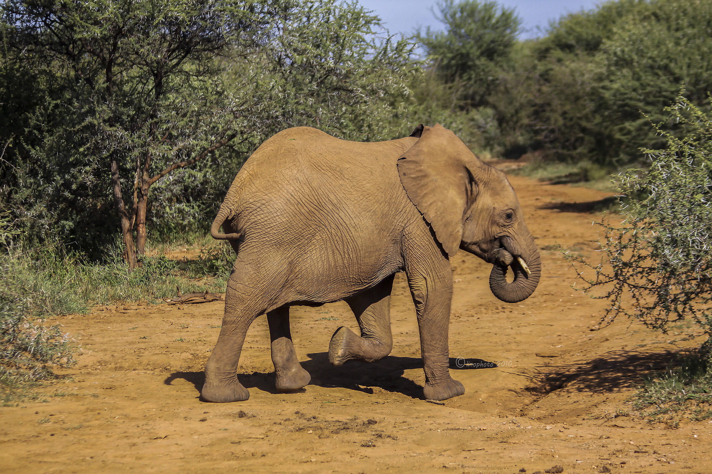Io ho sempre la precedenza :Madikwe Reserve -Sud Africa