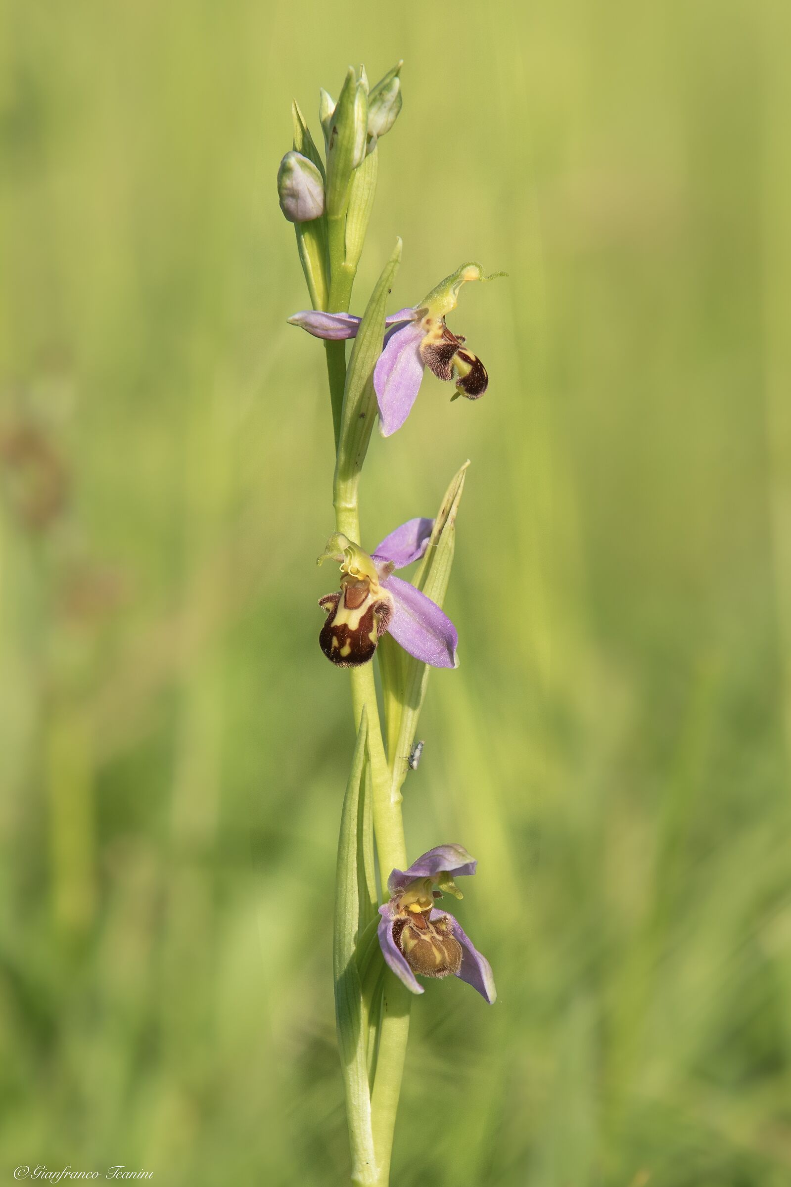 Ophrys apifera