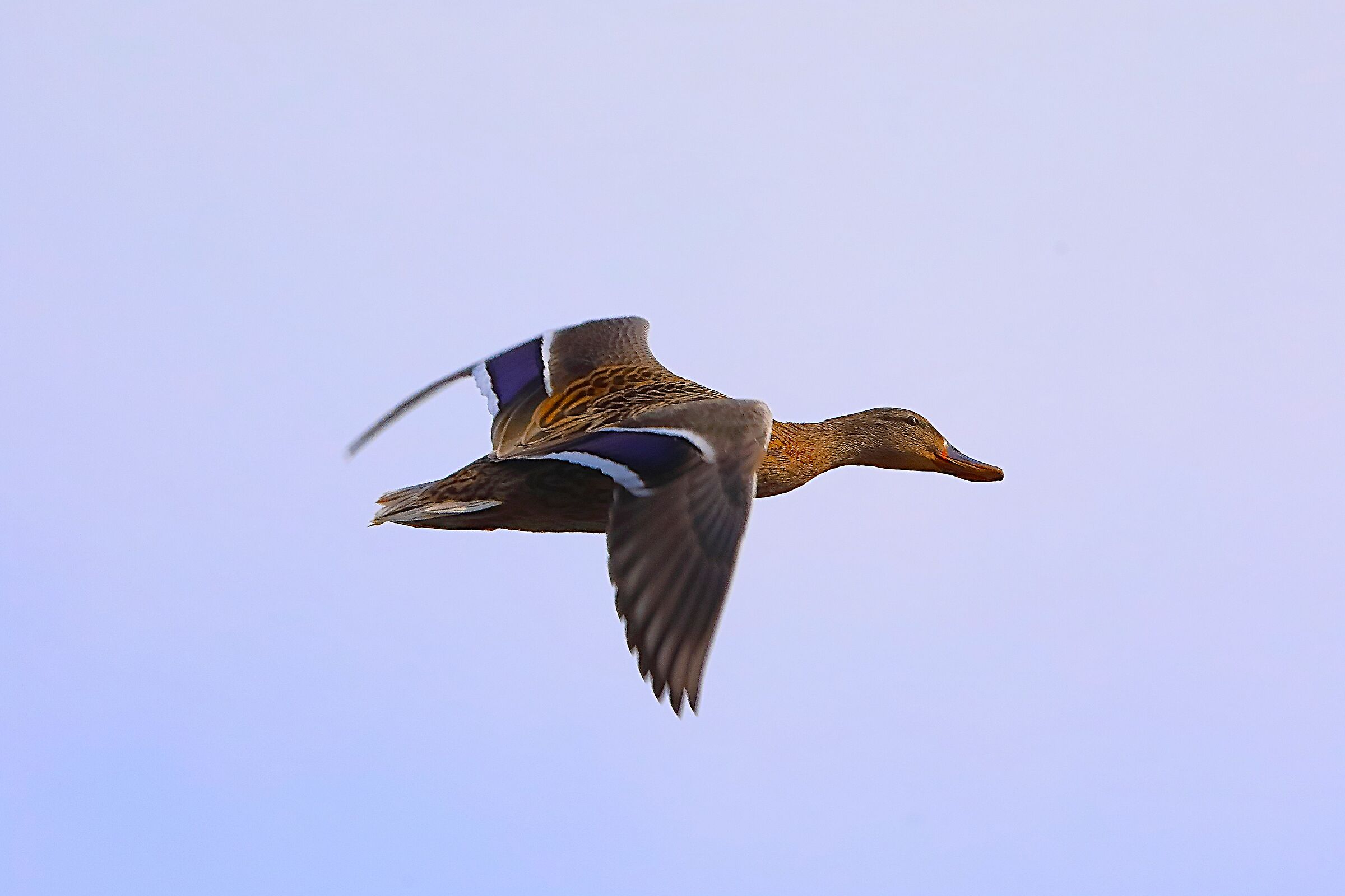 Germano R F 02 marzo 2025 - 0010